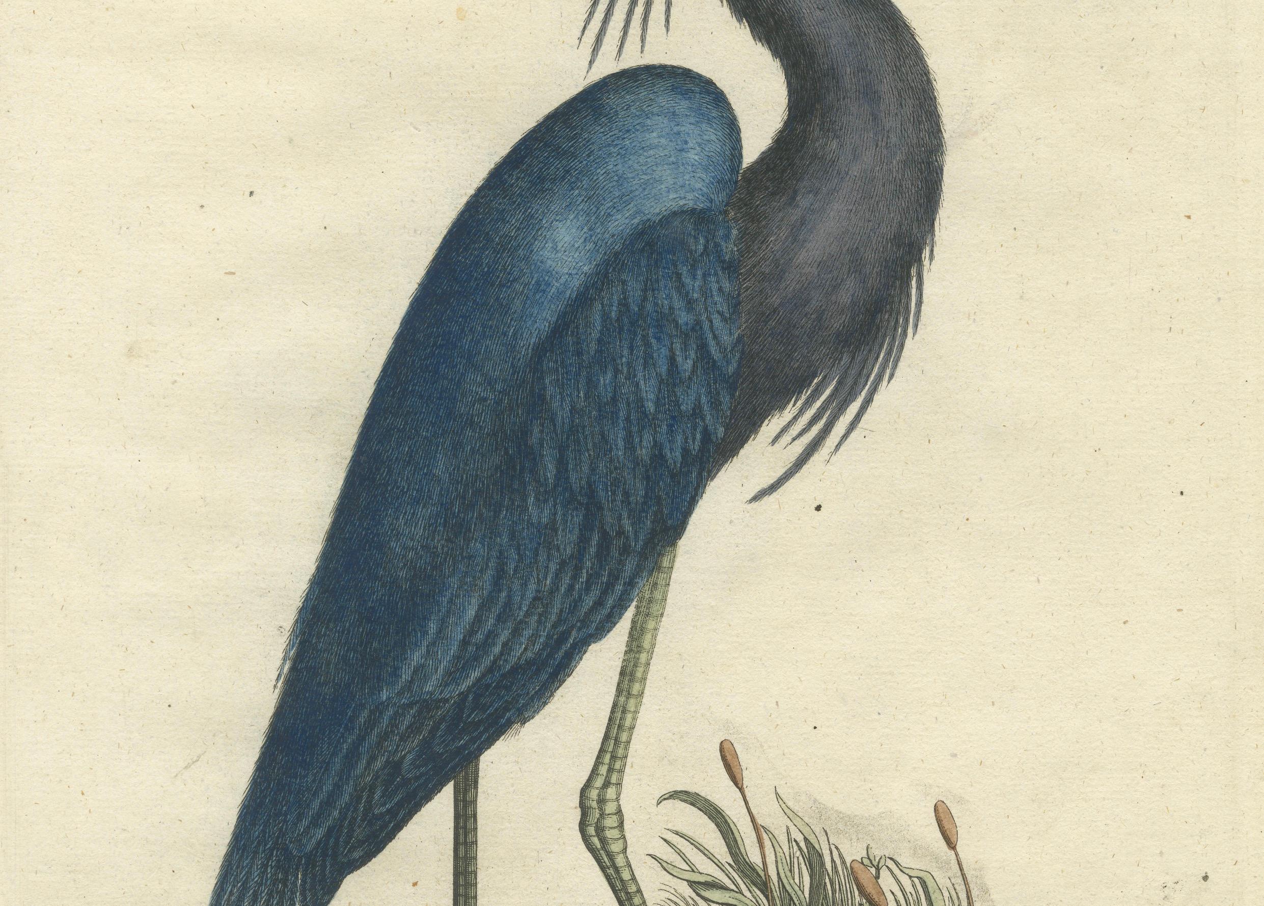 Der Blaue Reiher - Hand-Colored Engraving of the Blue Heron by Seligman, ca.1770 In Good Condition For Sale In Langweer, NL