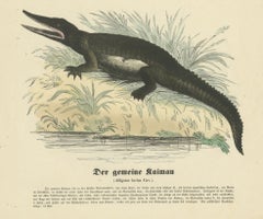 Der gemeine Kaiman (Common Caiman) - Hand-Colored Zoological Print, Circa 1840