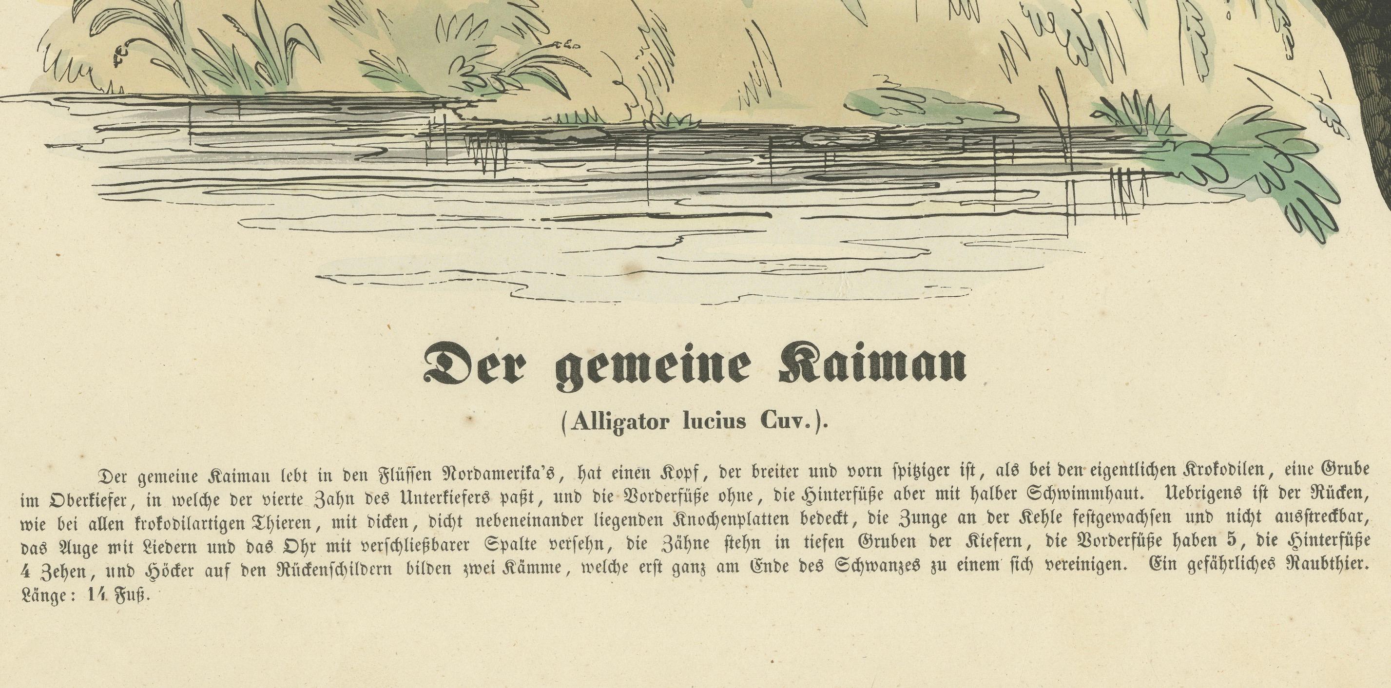 Der gemeine Kaiman (Common Caiman) – handkolorierter Zoologischer Druck, um 1840 (Mittleres 19. Jahrhundert) im Angebot