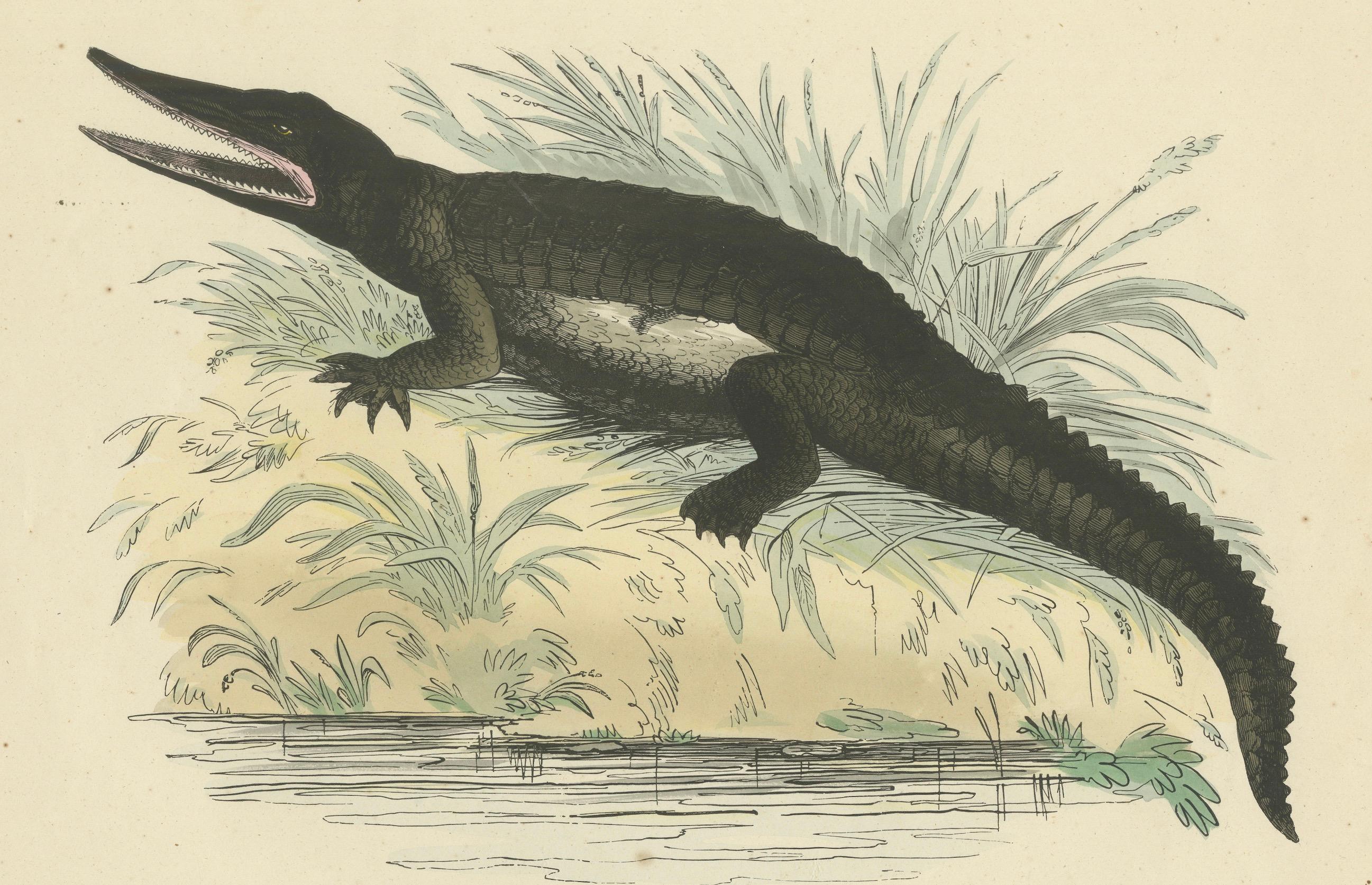 Der gemeine Kaiman (Common Caiman) – handkolorierter Zoologischer Druck, um 1840 (Papier) im Angebot