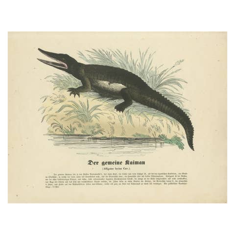 Der gemeine Kaiman (Common Caiman) - Hand-Colored Zoological Print, Circa 1840