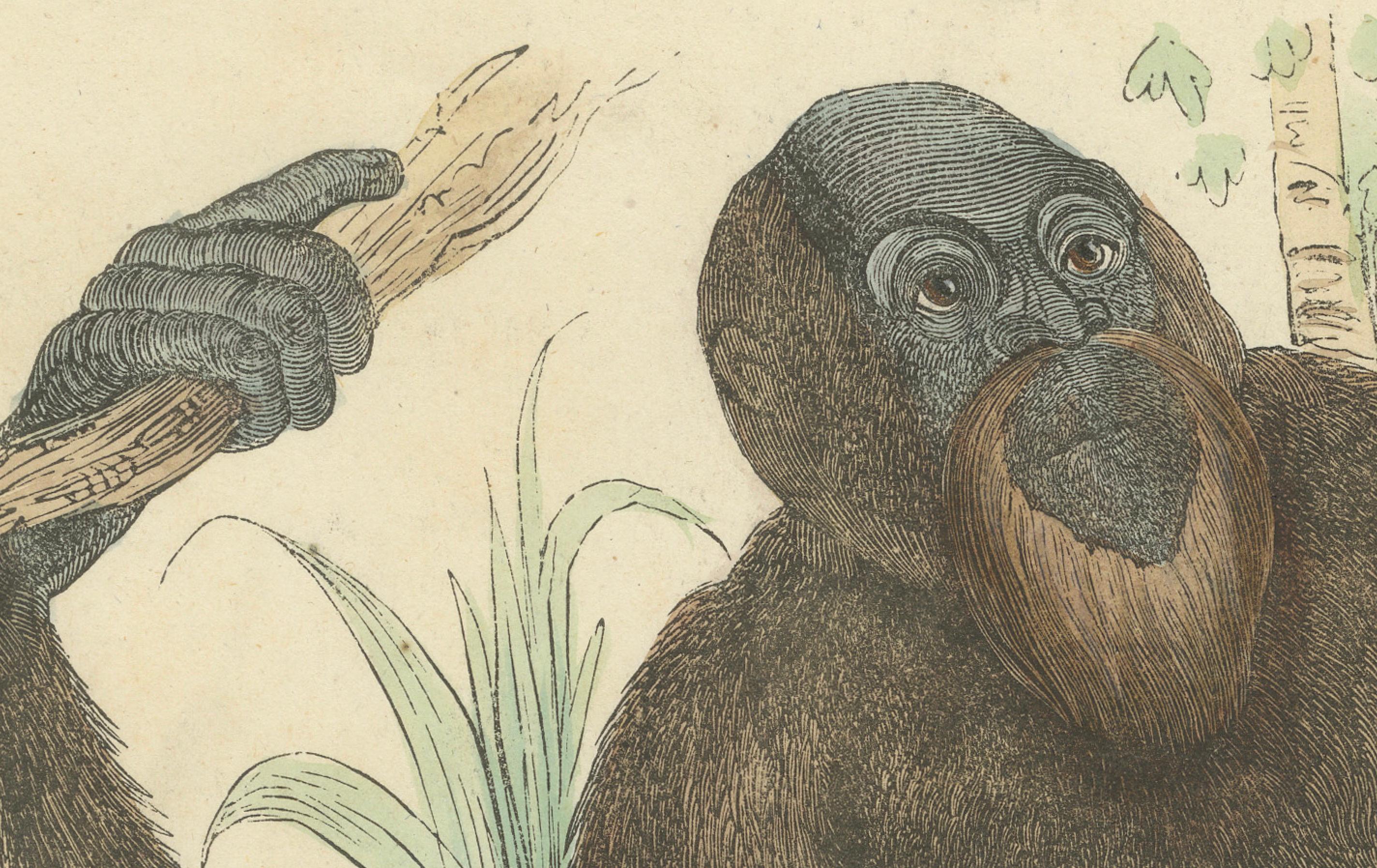 Titel: Der gemeine Orang-Utan - Handkolorierter zoologischer Druck, CIRCA 1840  

Beschreibung: Diese eindrucksvolle handkolorierte Lithografie mit dem Titel 