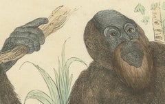 Der gemeine Orang-Utan (Common Orangutan) - Hand-Colored Zoological Print, 1840