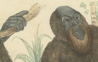 Der gemeine Orang-Utan (Common Orangutan) - Hand-Colored Zoological Print, 1840, view 2