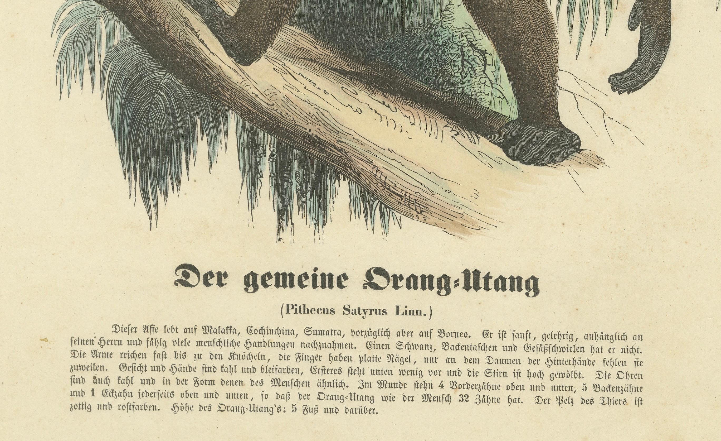 Der gemeine Orang-Utan (Gewöhnlicher Orangutan) – handkolorierter Zoologischer Druck, 1840 im Zustand „Gut“ im Angebot in Langweer, NL