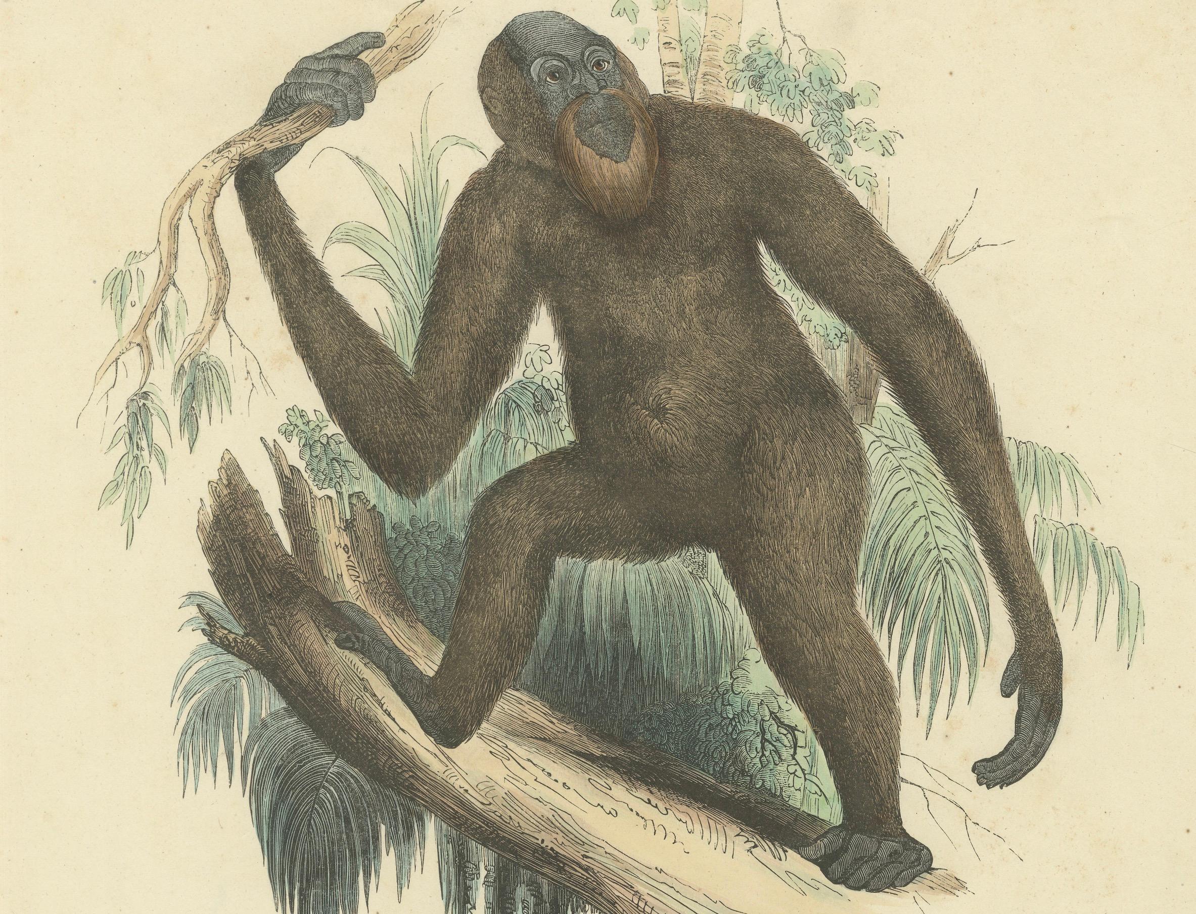 Der gemeine Orang-Utan (Gewöhnlicher Orangutan) – handkolorierter Zoologischer Druck, 1840 (Mittleres 19. Jahrhundert) im Angebot