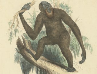 Der gemeine Orang-Utan (Common Orangutan) - Hand-Colored Zoological Print, 1840, view 4