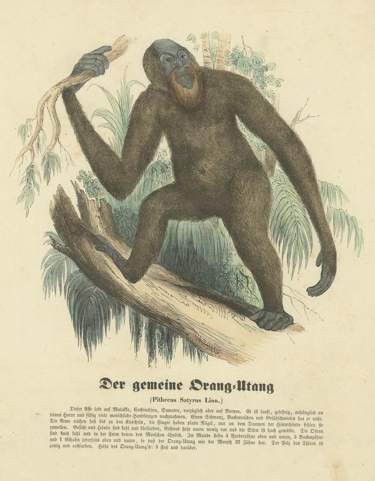 Der gemeine Orang-Utan (Gewöhnlicher Orangutan) – handkolorierter Zoologischer Druck, 1840 (Papier) im Angebot