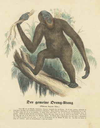 Der gemeine Orang-Utan (Common Orangutan) - Hand-Colored Zoological Print, 1840, view 5