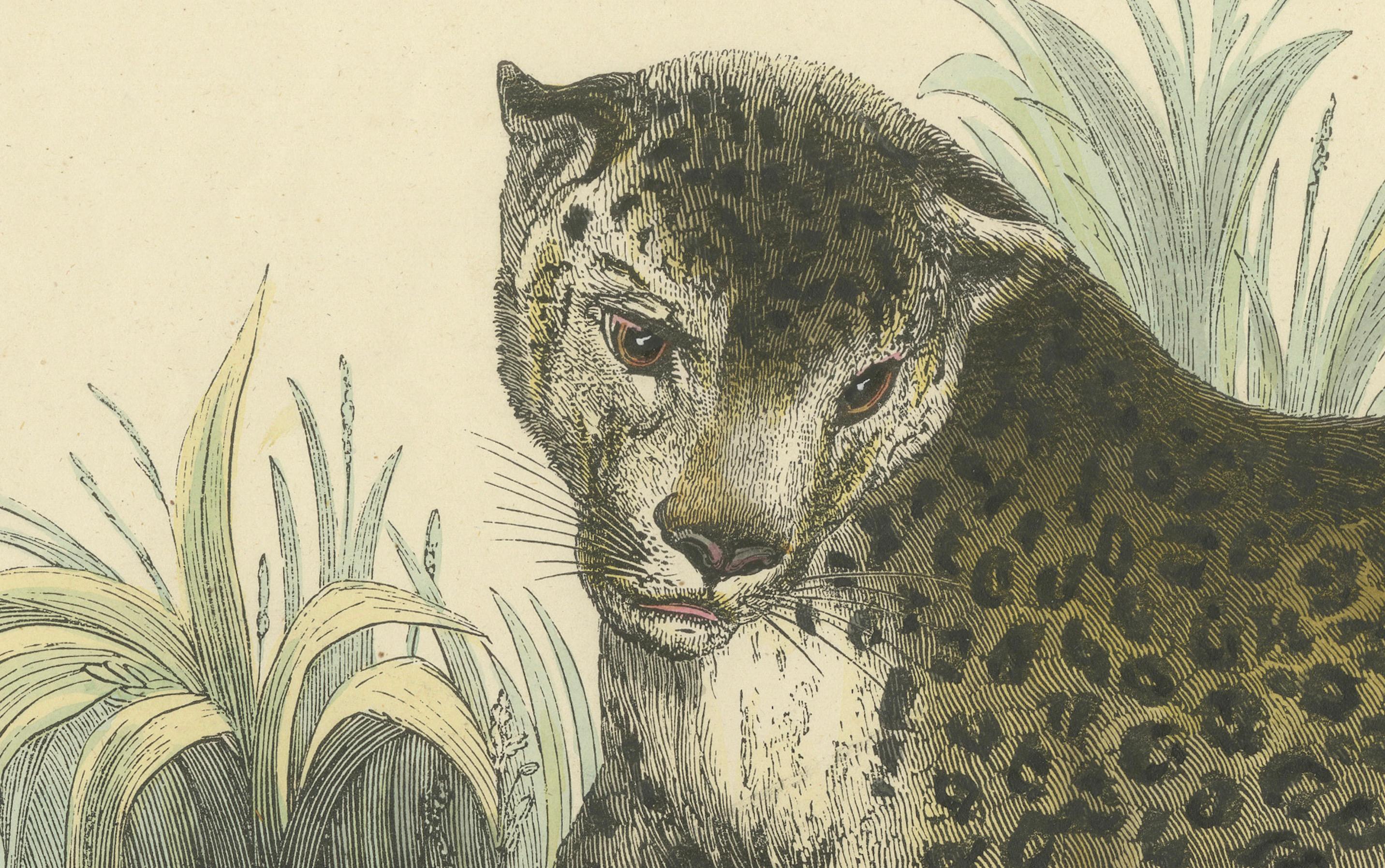 Titolo: Der Panther (Pantera) - Stampa zoologica colorata a mano, CIRCA 1840  

Descrizione: Questa squisita litografia colorata a mano, intitolata 