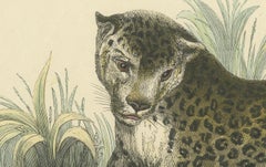Der Panther (Panther) - Hand-Colored Zoological Print, Circa 1840