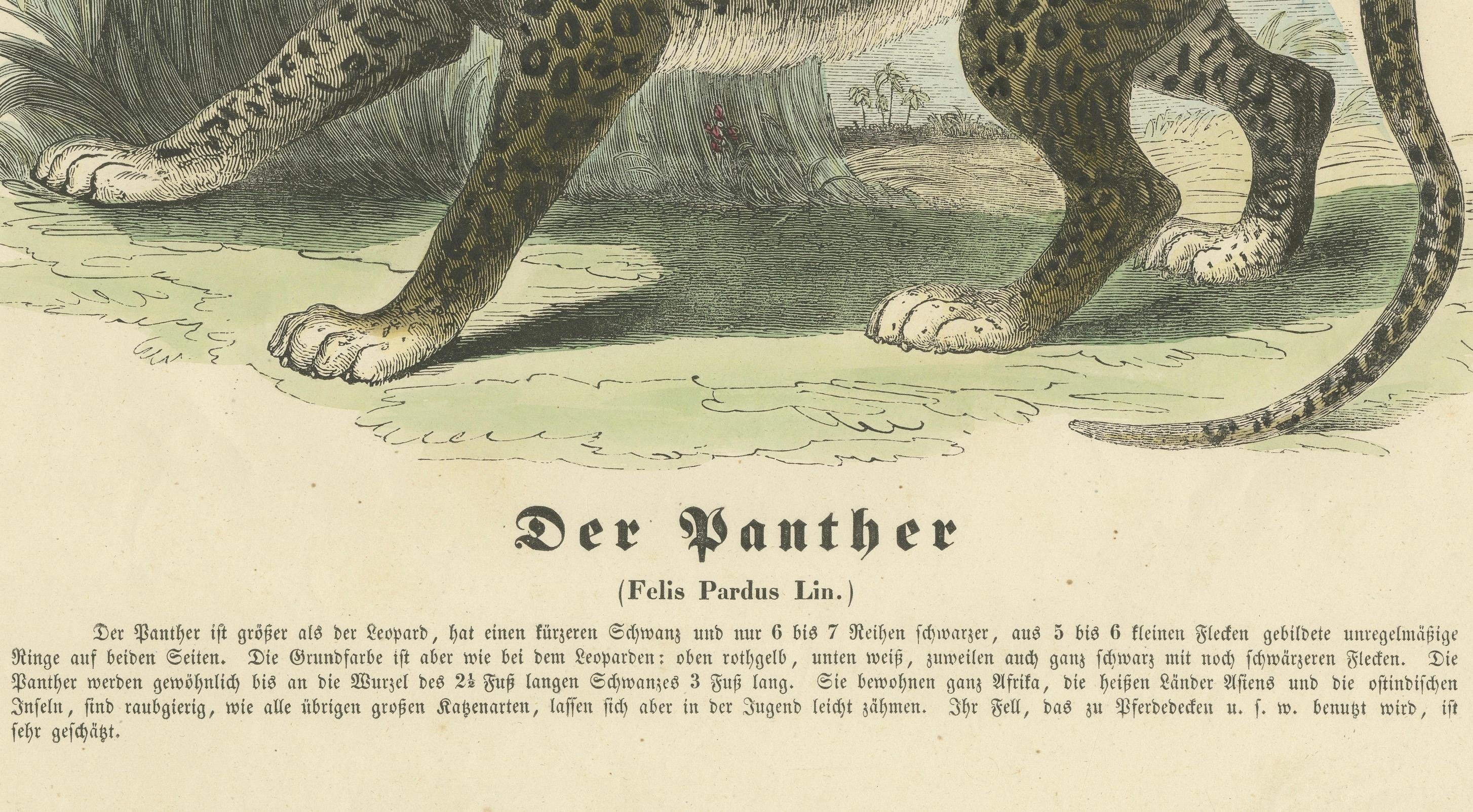 Der Panther (Pantera) - Stampa zoologica colorata a mano, CIRCA 1840 In condizioni buone in vendita a Langweer, NL