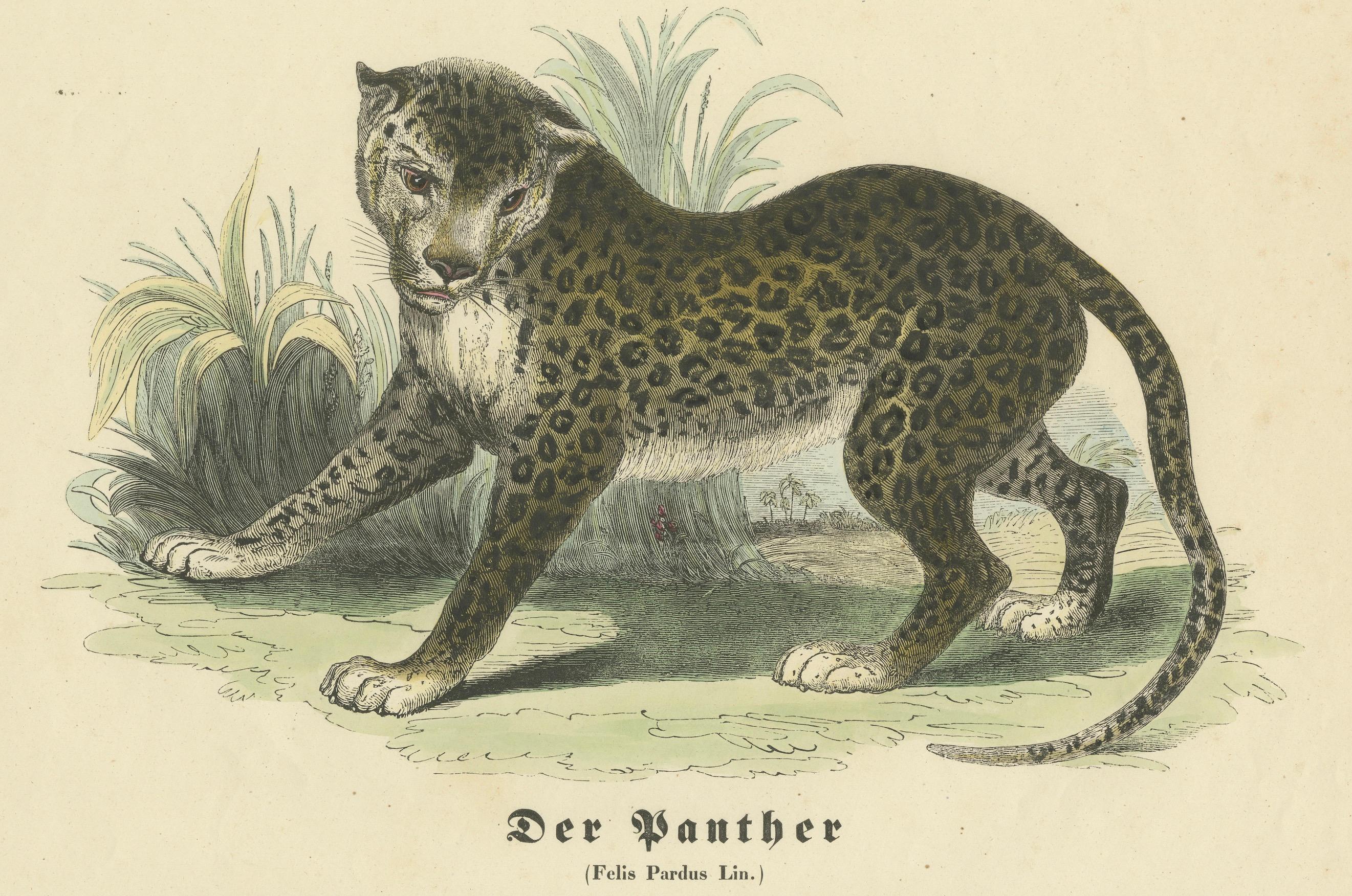 Metà XIX secolo Der Panther (Pantera) - Stampa zoologica colorata a mano, CIRCA 1840 in vendita