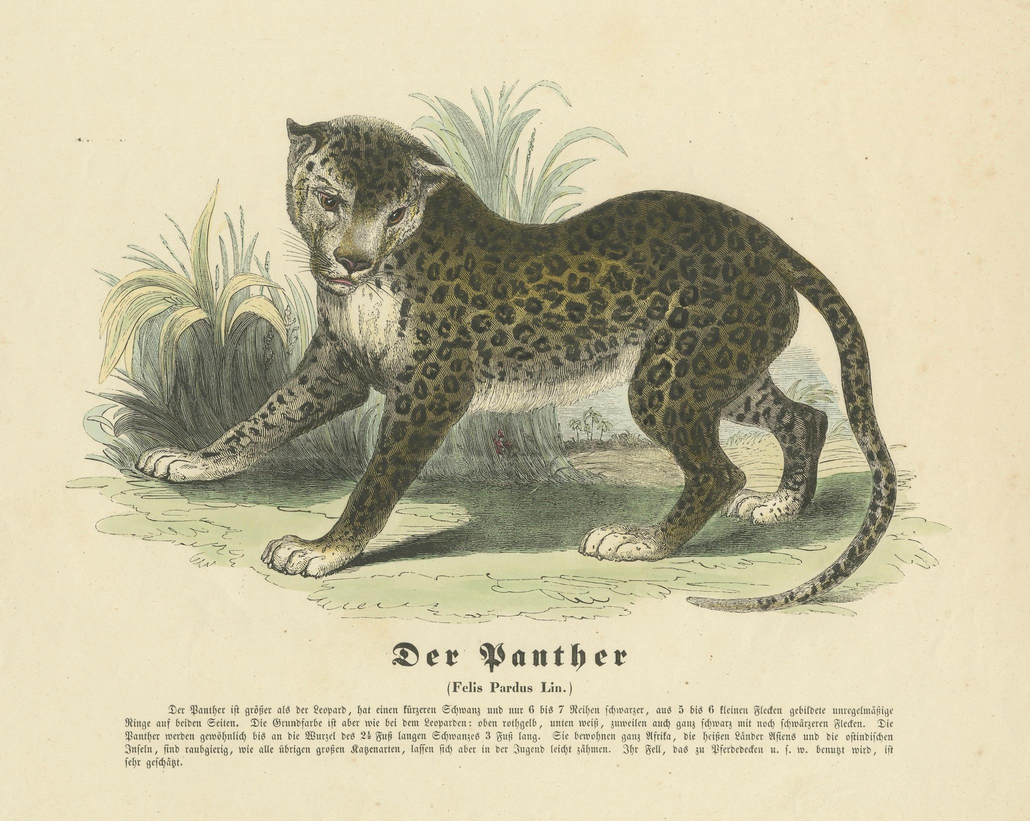 Carta Der Panther (Pantera) - Stampa zoologica colorata a mano, CIRCA 1840 in vendita