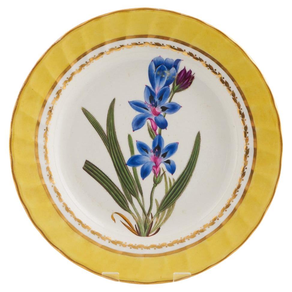Derby Porcelain Botanical Dessert Plate Pattern 216 with Babiana Stricta For Sale