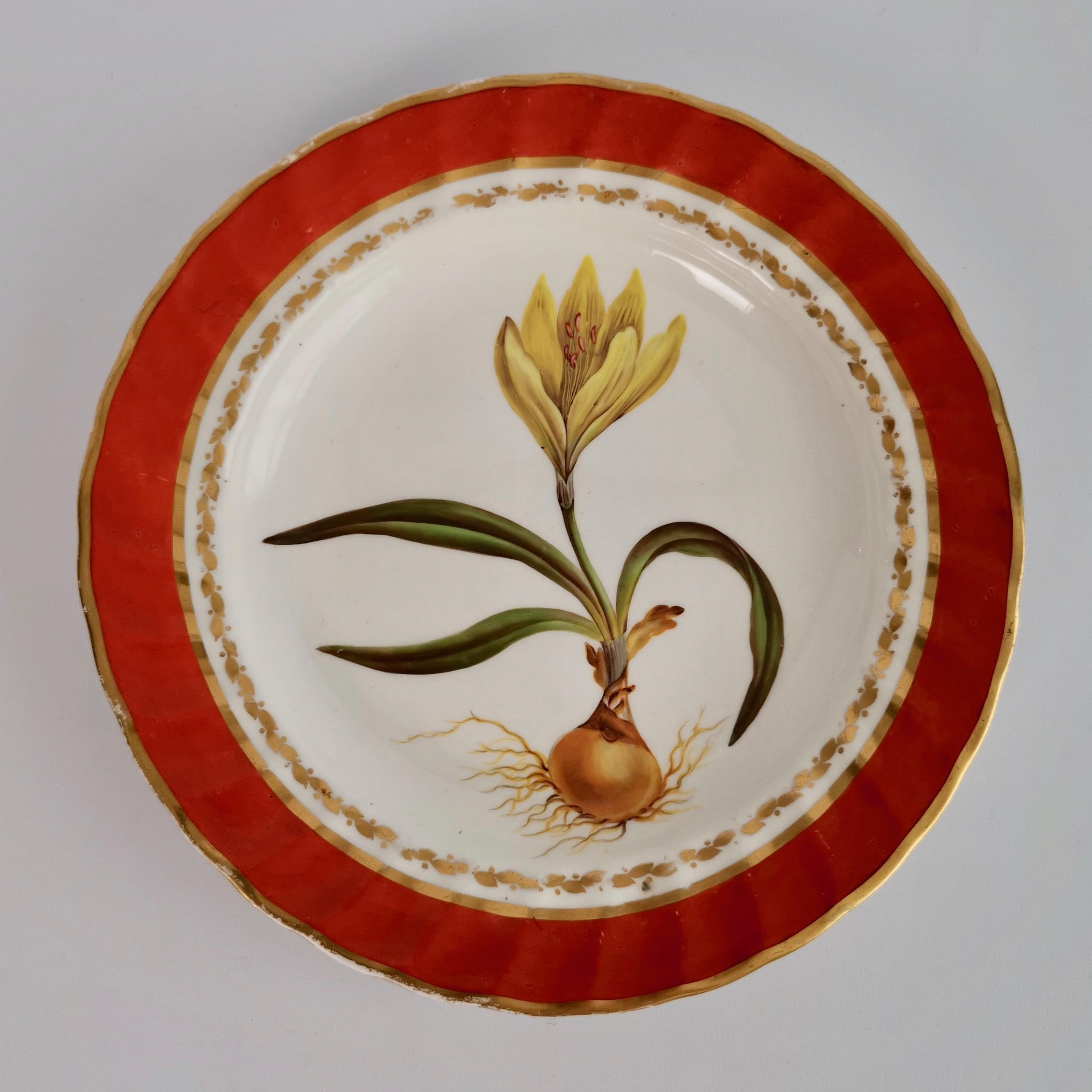 Derby Porcelain Dessert Service Red Botanical Attr. to John Brewer, Regency 1795 For Sale 9