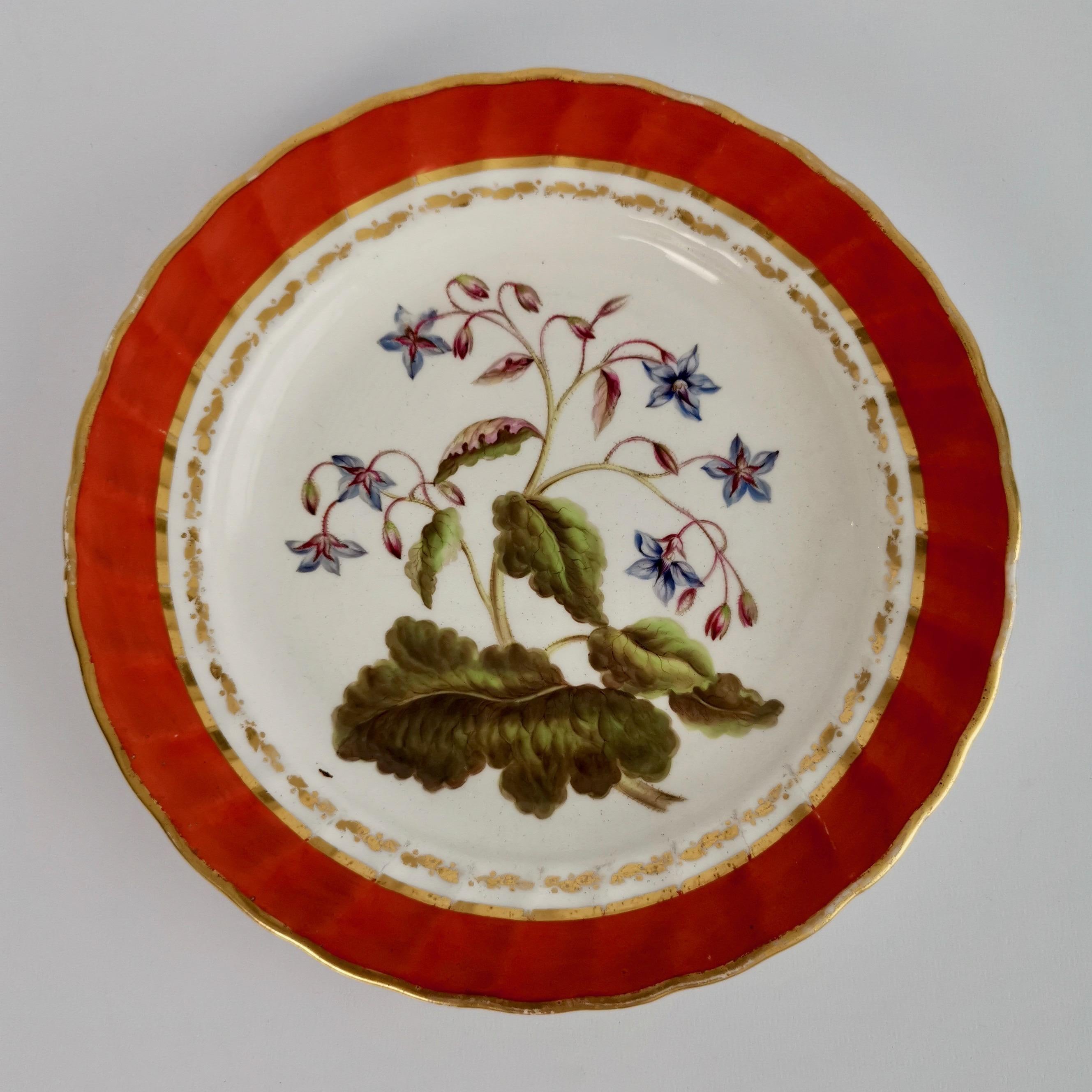 Derby Porcelain Dessert Service Red Botanical Attr. to John Brewer, Regency 1795 For Sale 10