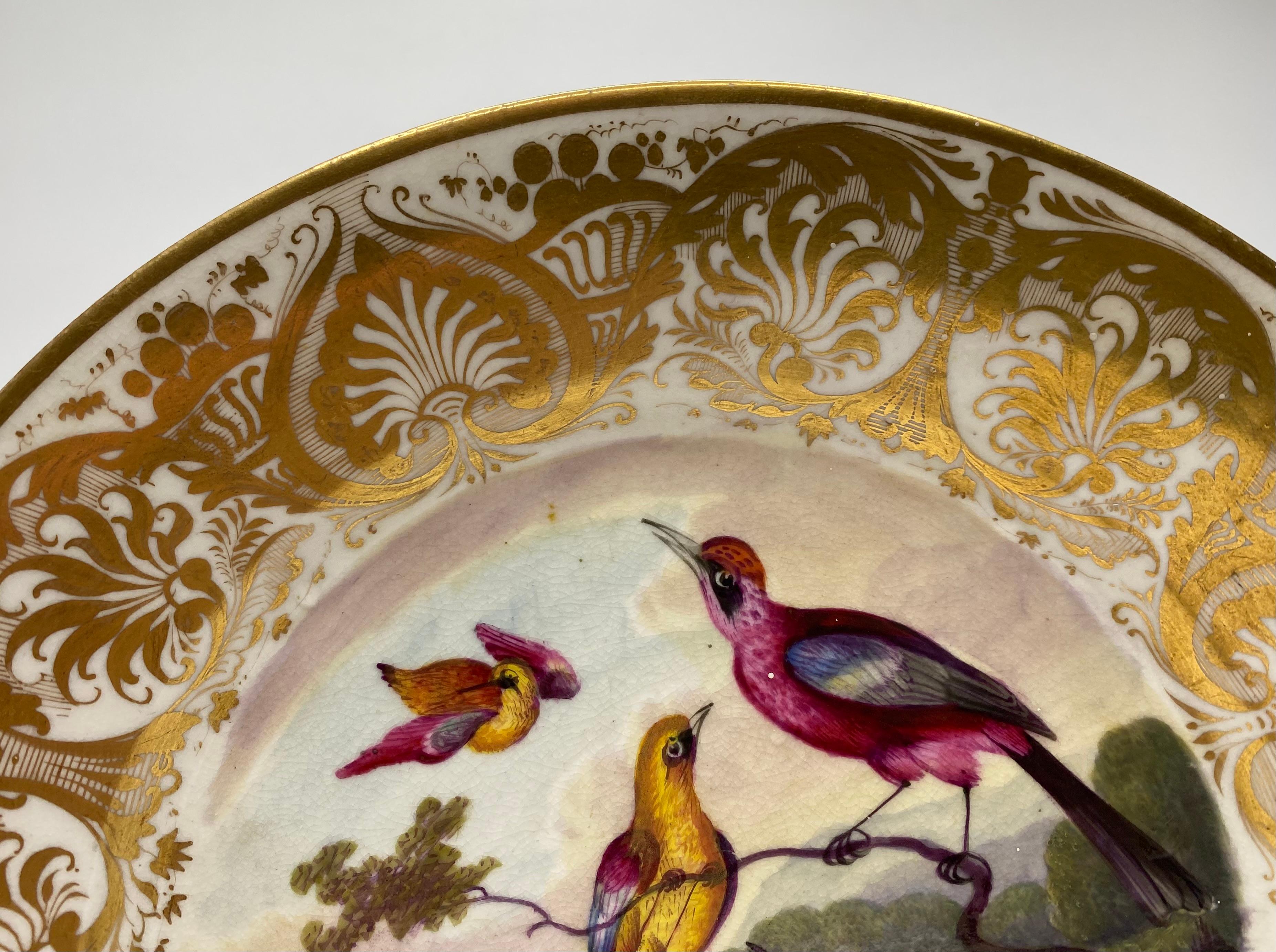 Regency Derby porcelain dish. Exotic birds, Richard Dodson, c. 1815.