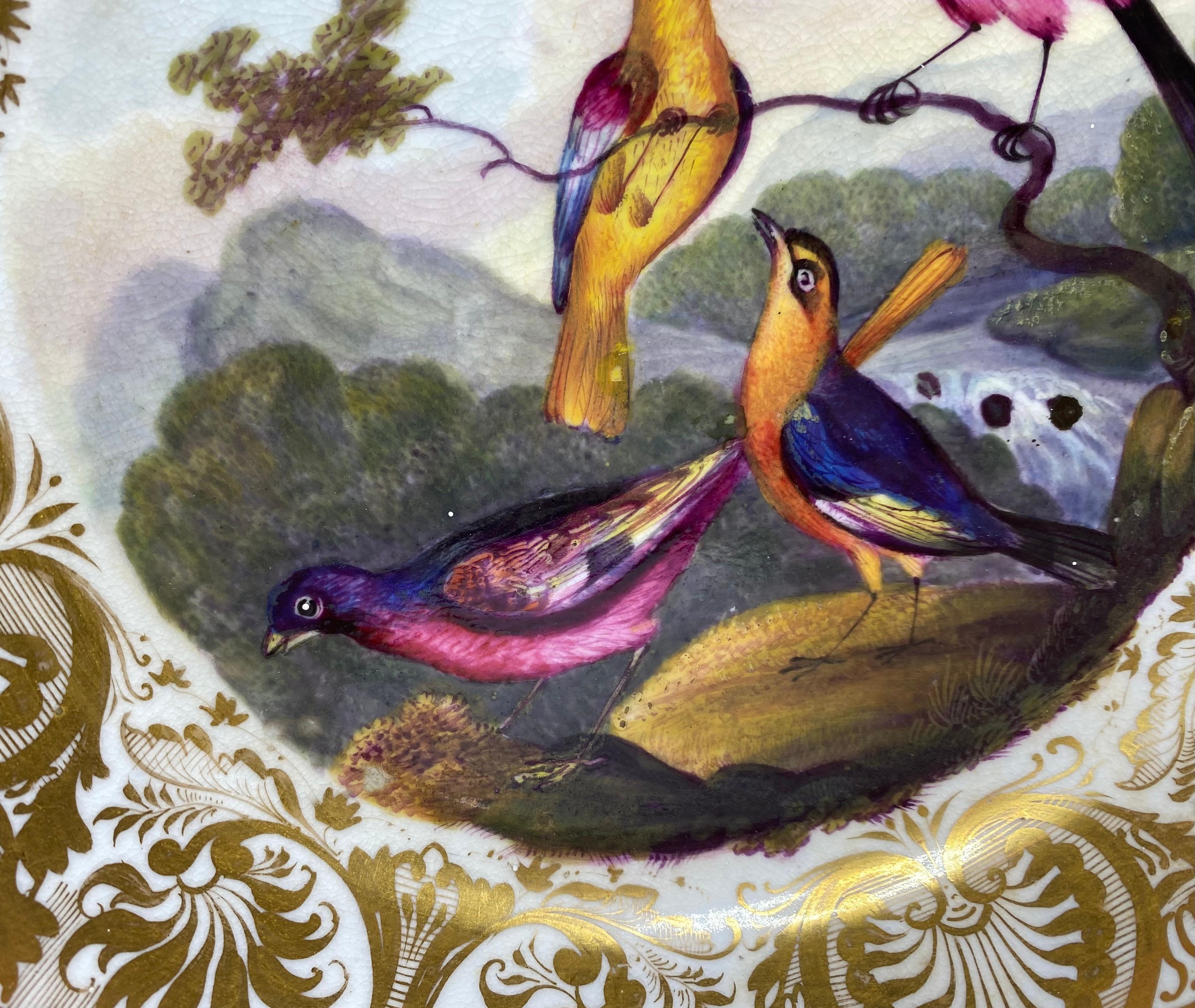 Derby porcelain dish. Exotic birds, Richard Dodson, c. 1815. In Excellent Condition In Gargrave, North Yorkshire