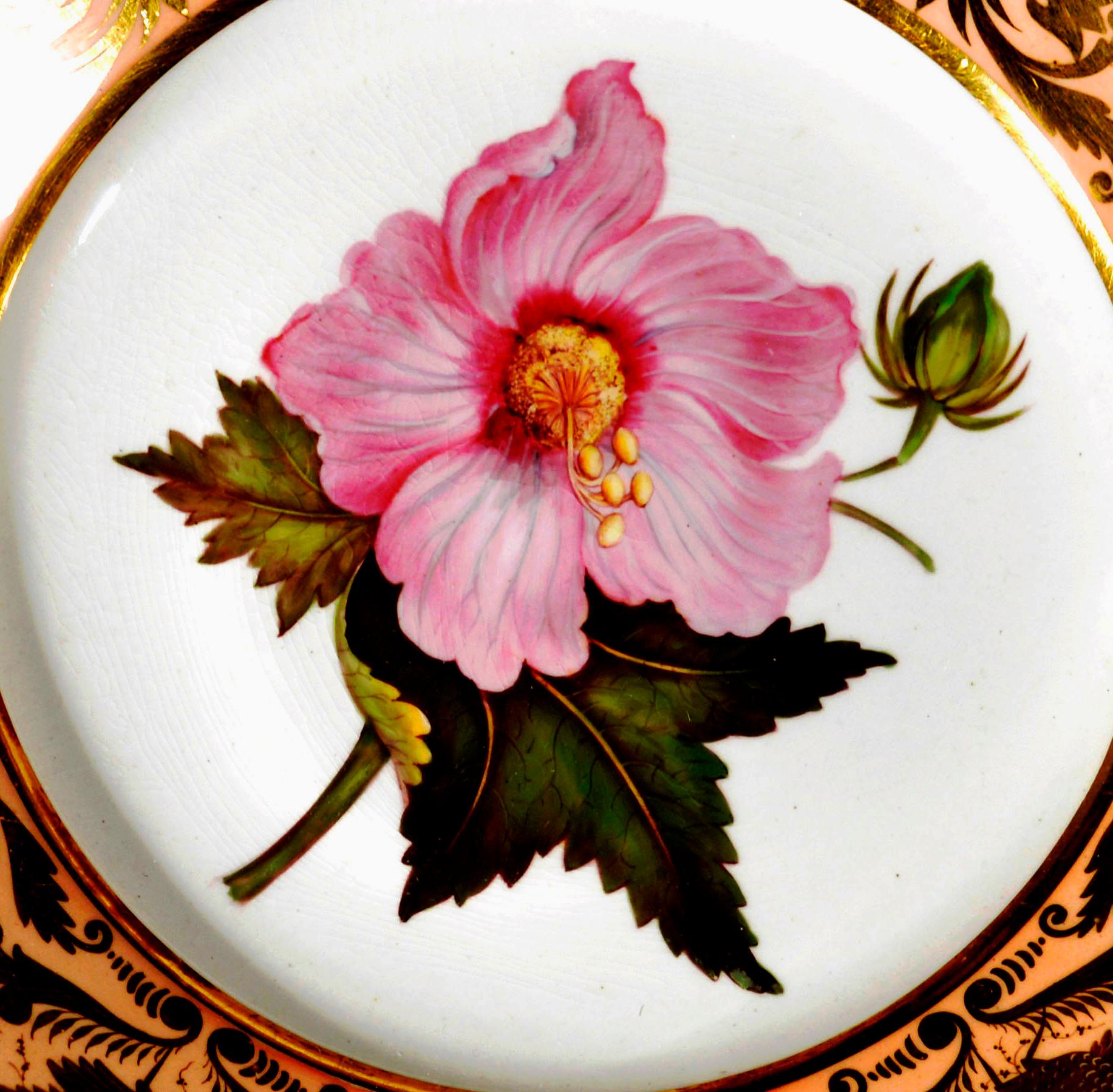 Georgian Derby Porcelain Salmon Ground Plate, Marsh Hibiscus, after William Curtis For Sale
