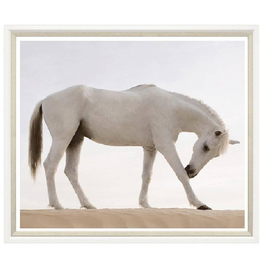 Desert Horse Print For Sale