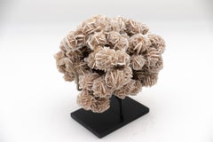 Desert Rose Selenite Mounted