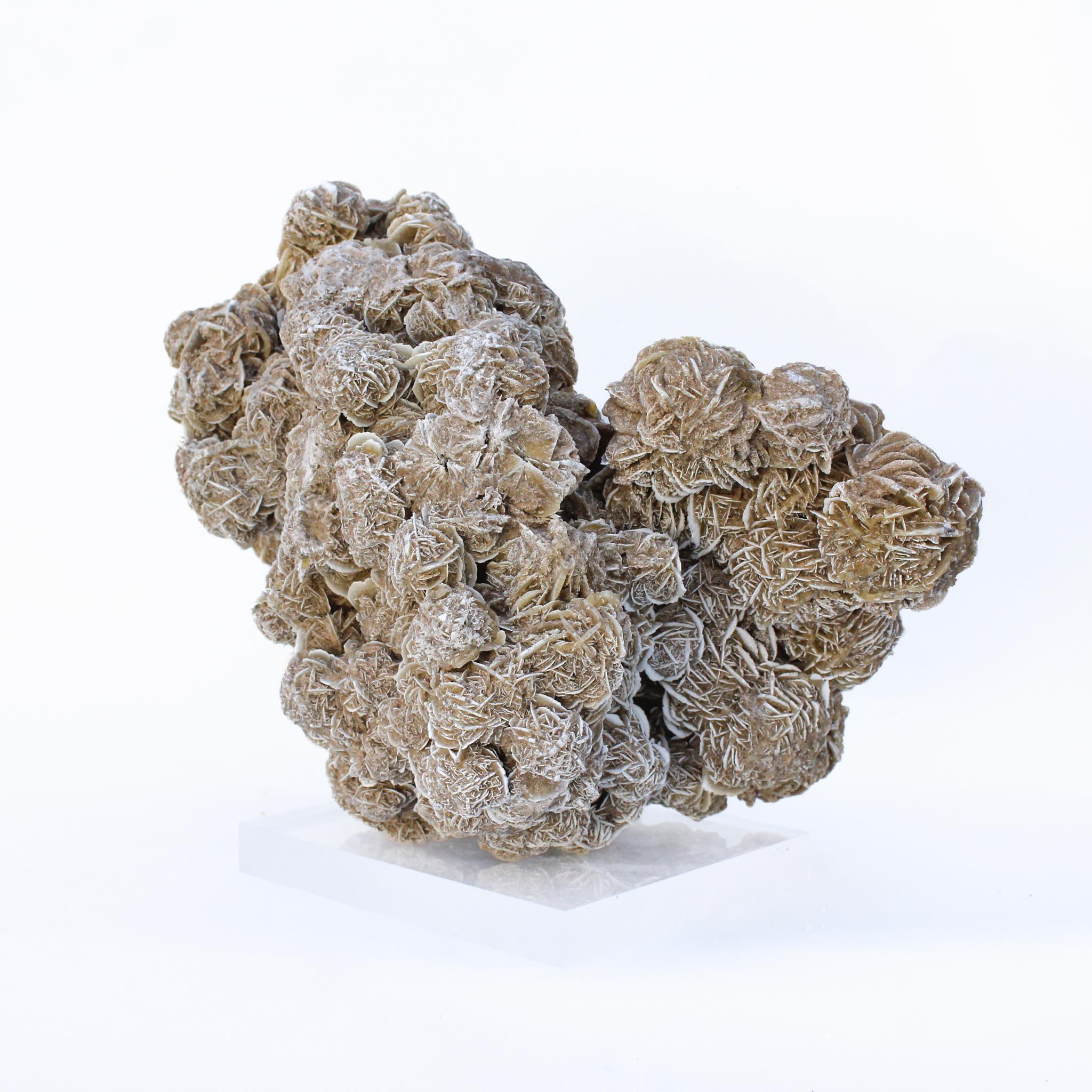 gypsum rose