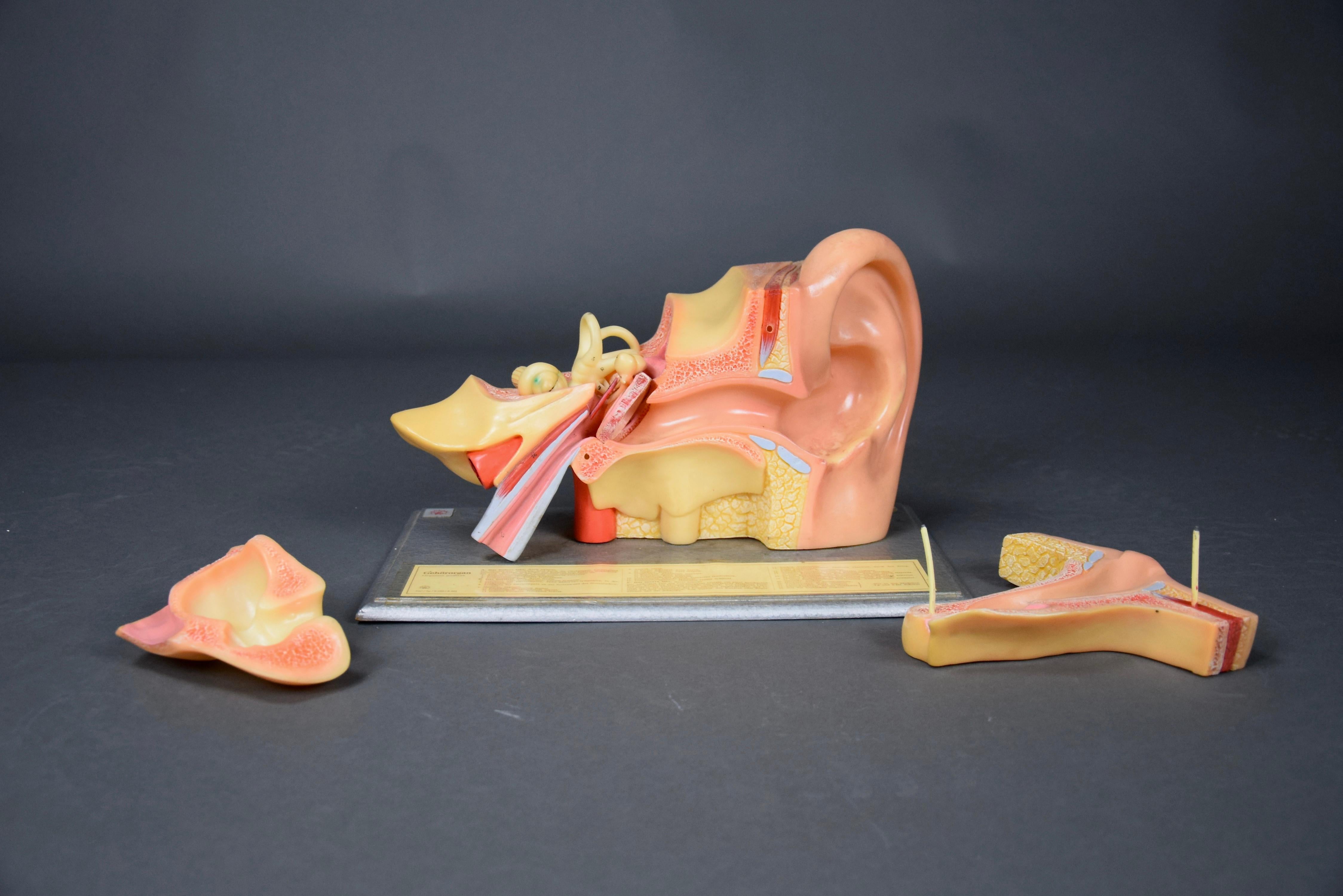 Detailed Anatomical Ear Model Made in East Germany by Somso For Sale 2