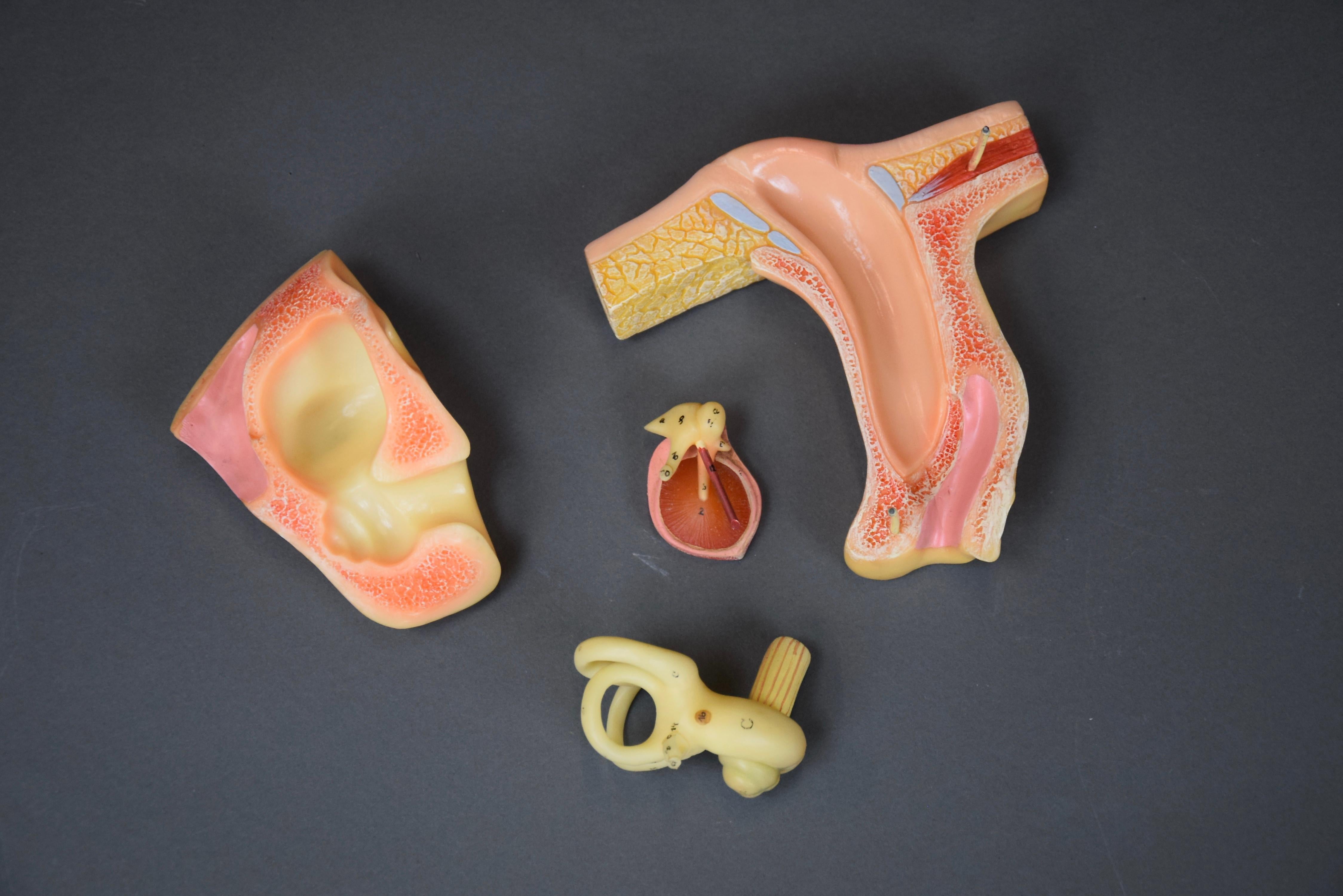 Modèle d'oreille anatomique détaillé fabriqué en Allemagne de l'Est par Somso en vente 5