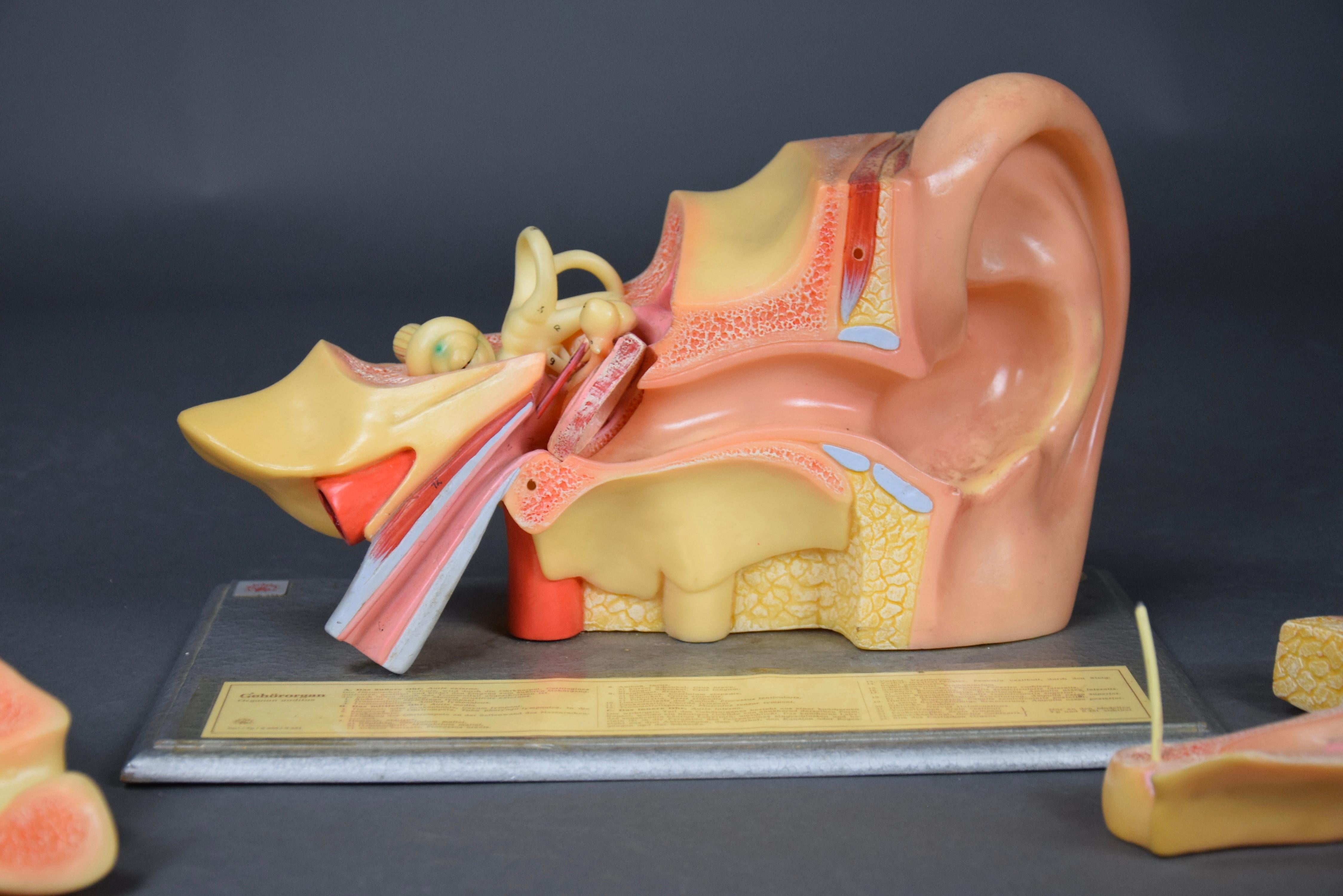 Modèle d'oreille anatomique détaillé fabriqué en Allemagne de l'Est par Somso en vente 6