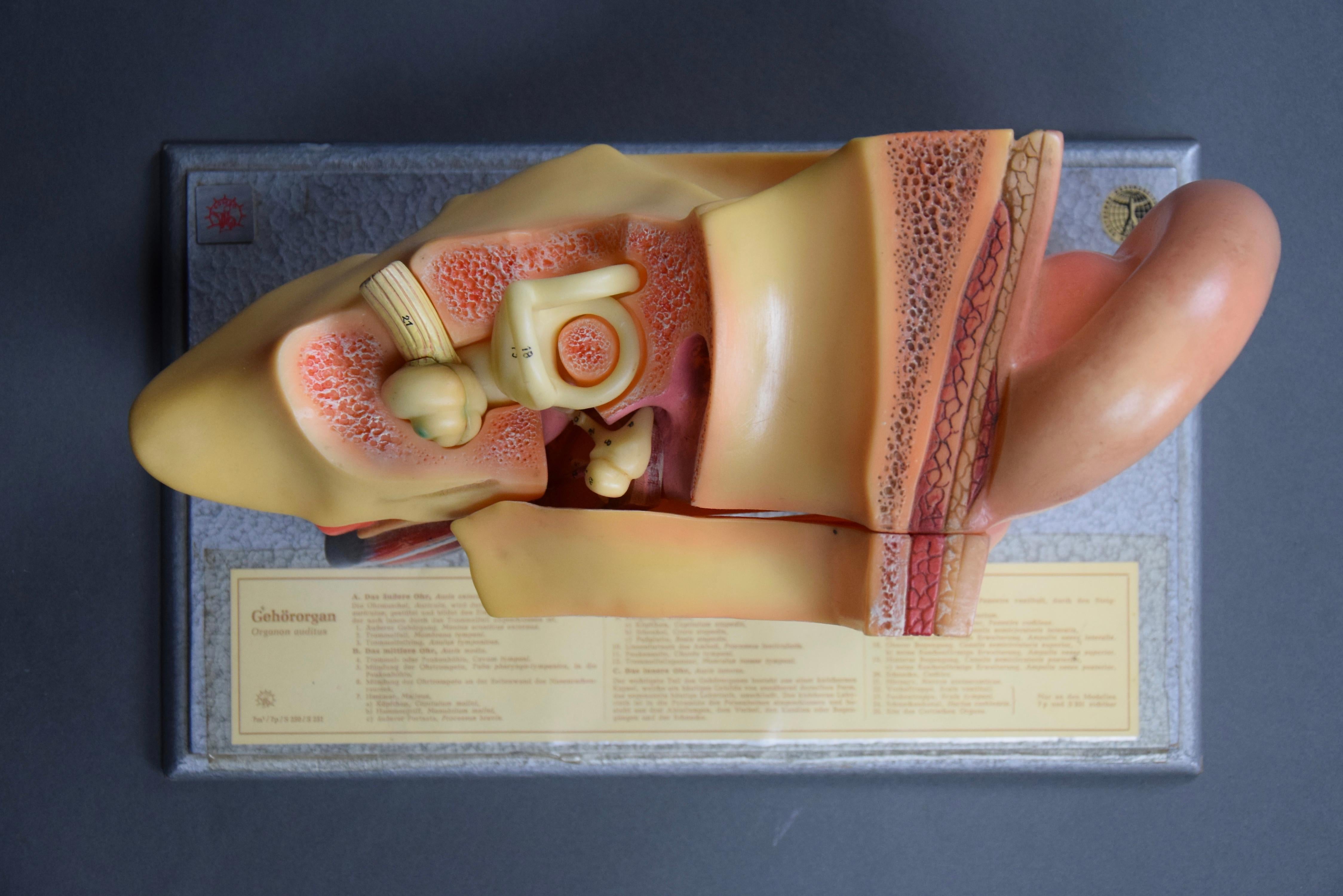Voici le modèle anatomique Mid Century Organon Auditus de SOMSO, un véritable chef-d'œuvre dans le monde des modèles anatomiques ! Ce modèle étonnant, fabriqué dans l'ancienne Allemagne de l'Est, est doté d'un organe amovible qui permet d'étudier en