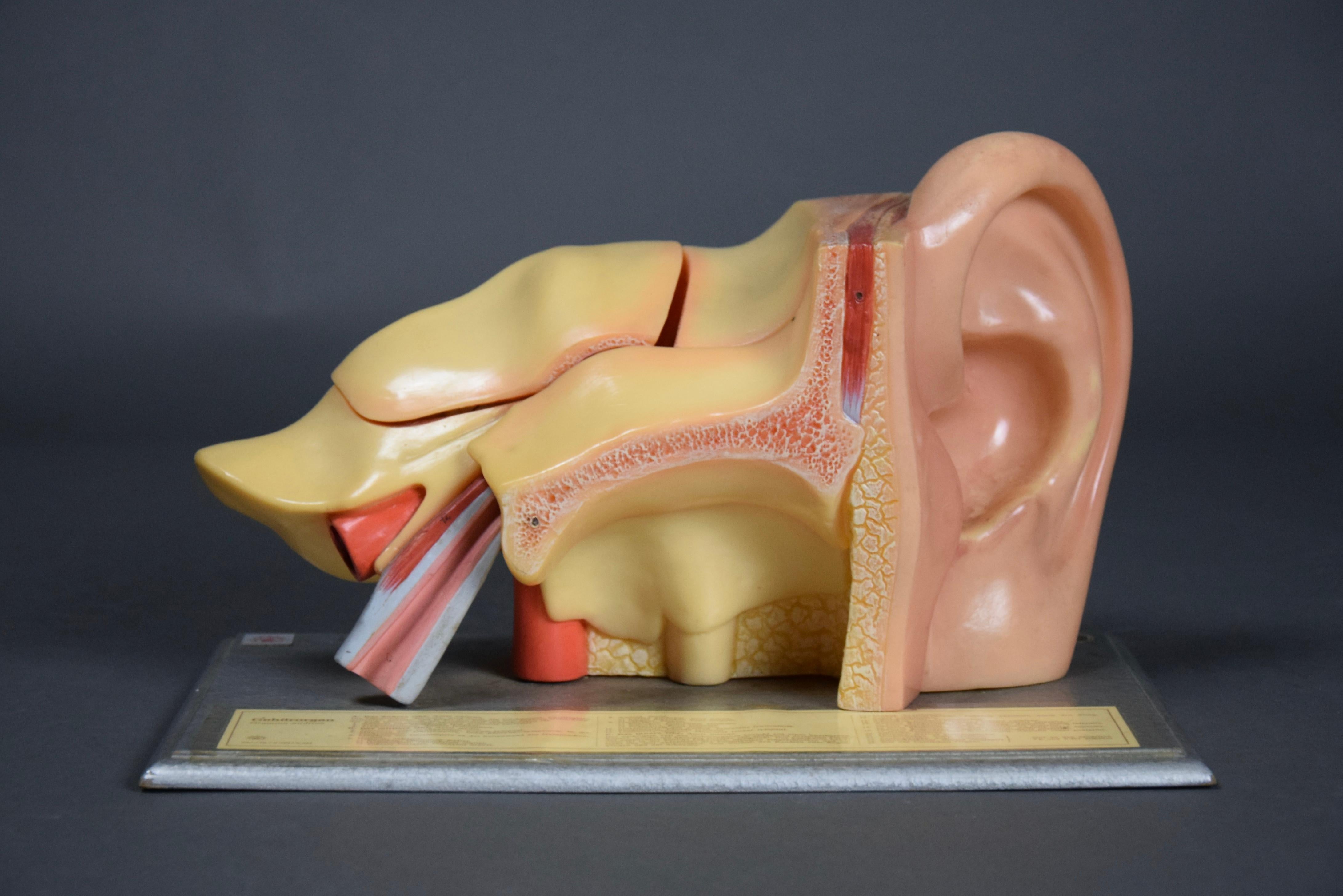 Modèle d'oreille anatomique détaillé fabriqué en Allemagne de l'Est par Somso Bon état - En vente à Weesp, NL