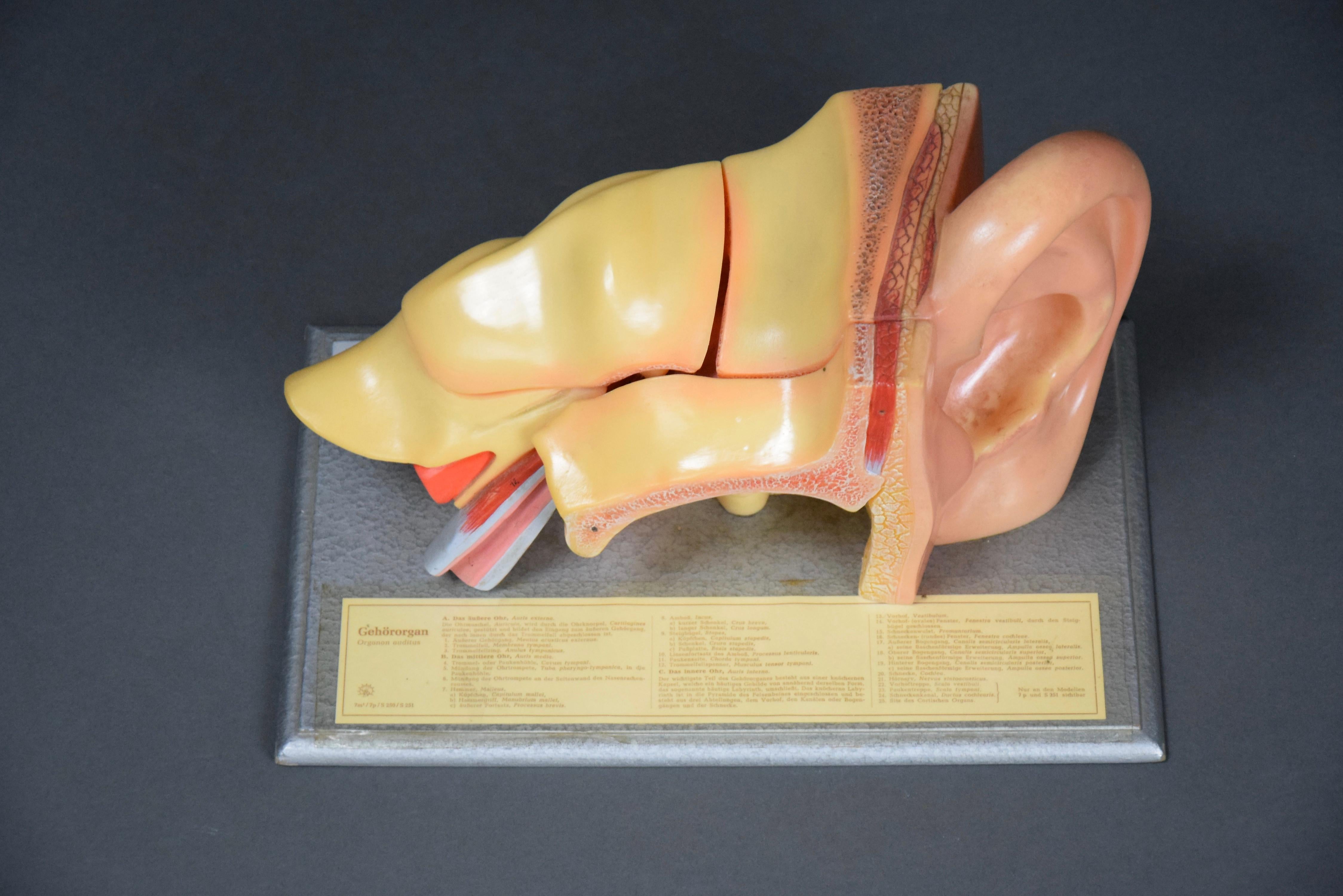 Milieu du XXe siècle Modèle d'oreille anatomique détaillé fabriqué en Allemagne de l'Est par Somso en vente