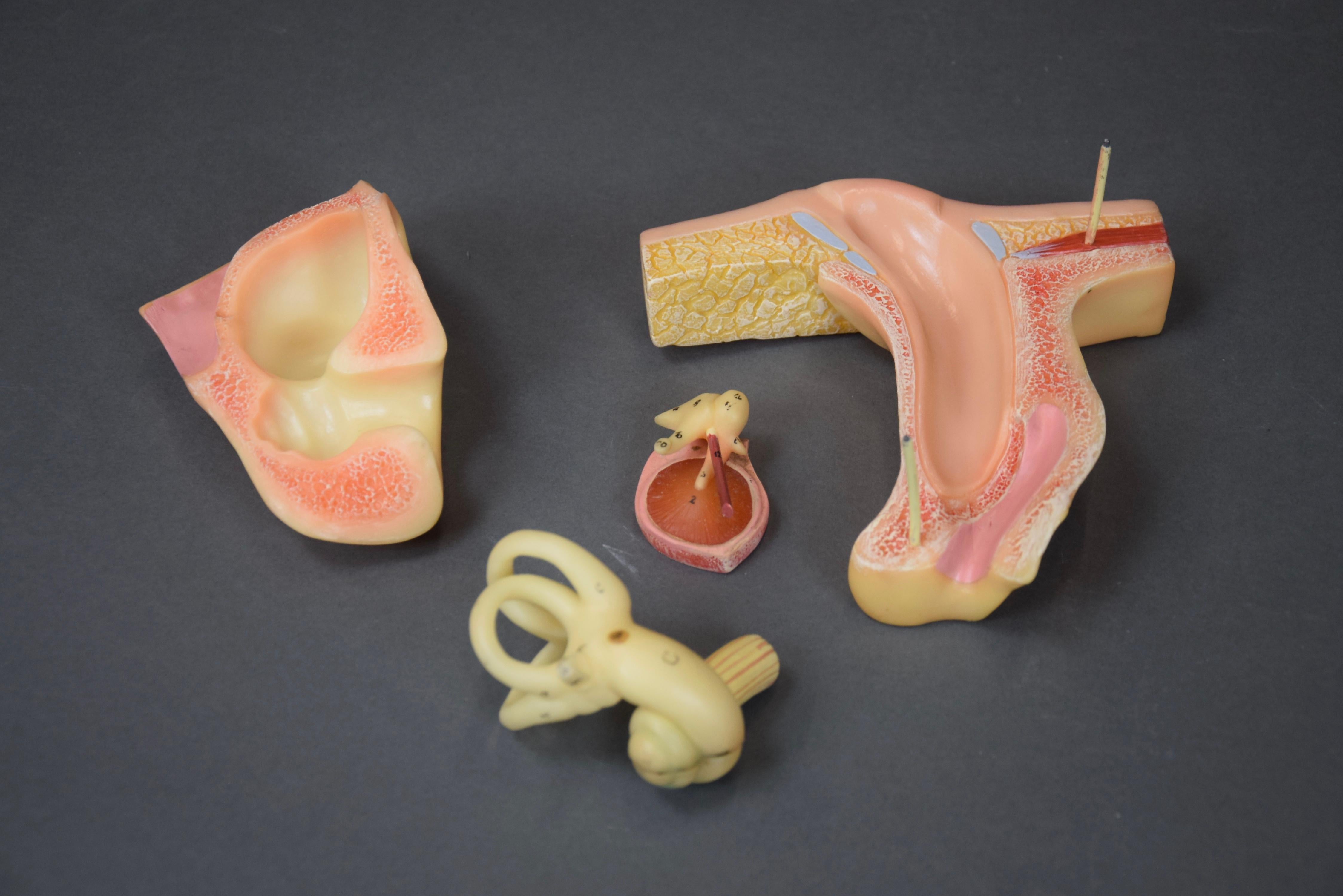 Plastique Modèle d'oreille anatomique détaillé fabriqué en Allemagne de l'Est par Somso en vente