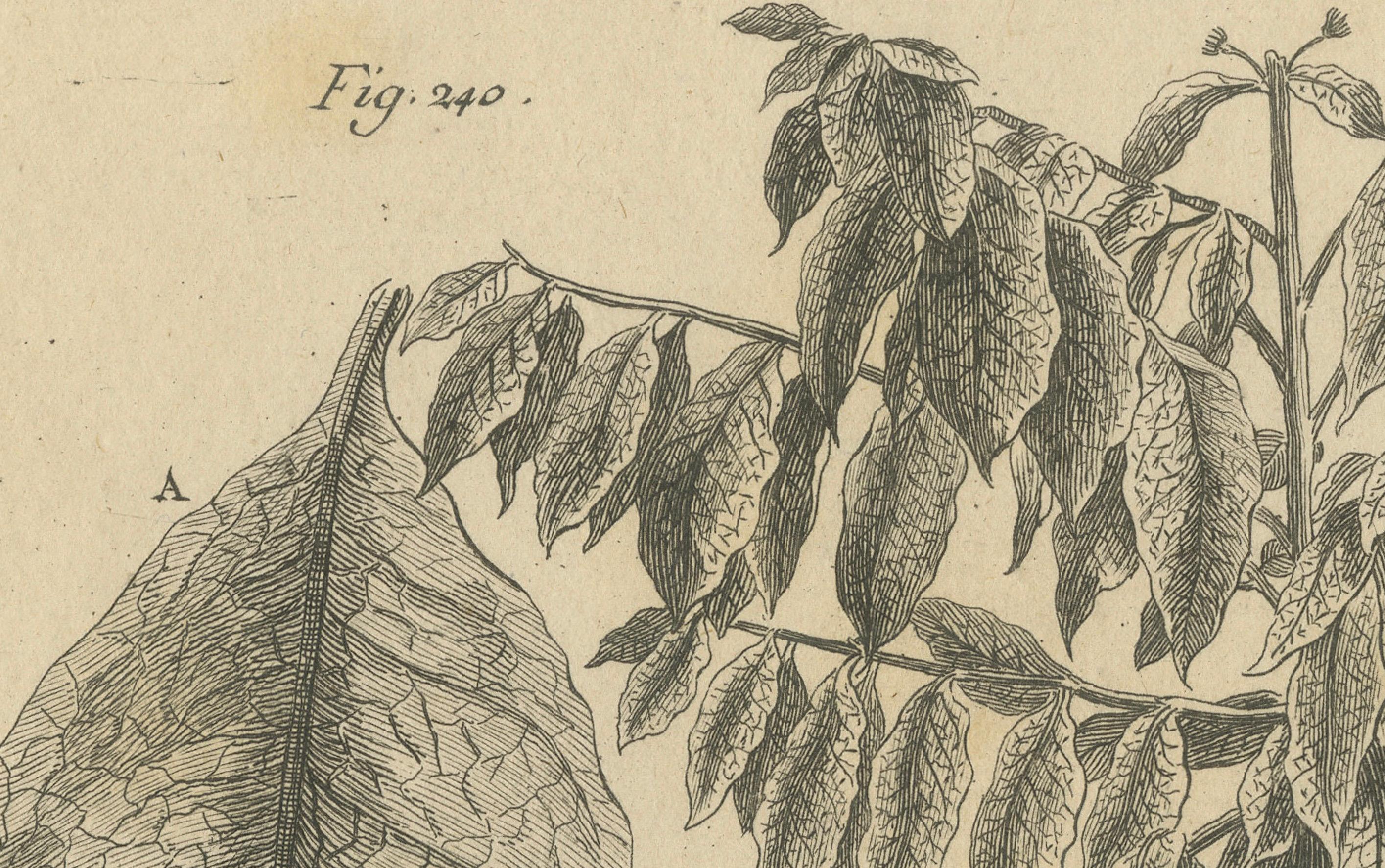 Engraved Detailed Botanical Engraving of the Coffee Plant from Histoire Naturelle, c.1780 For Sale
