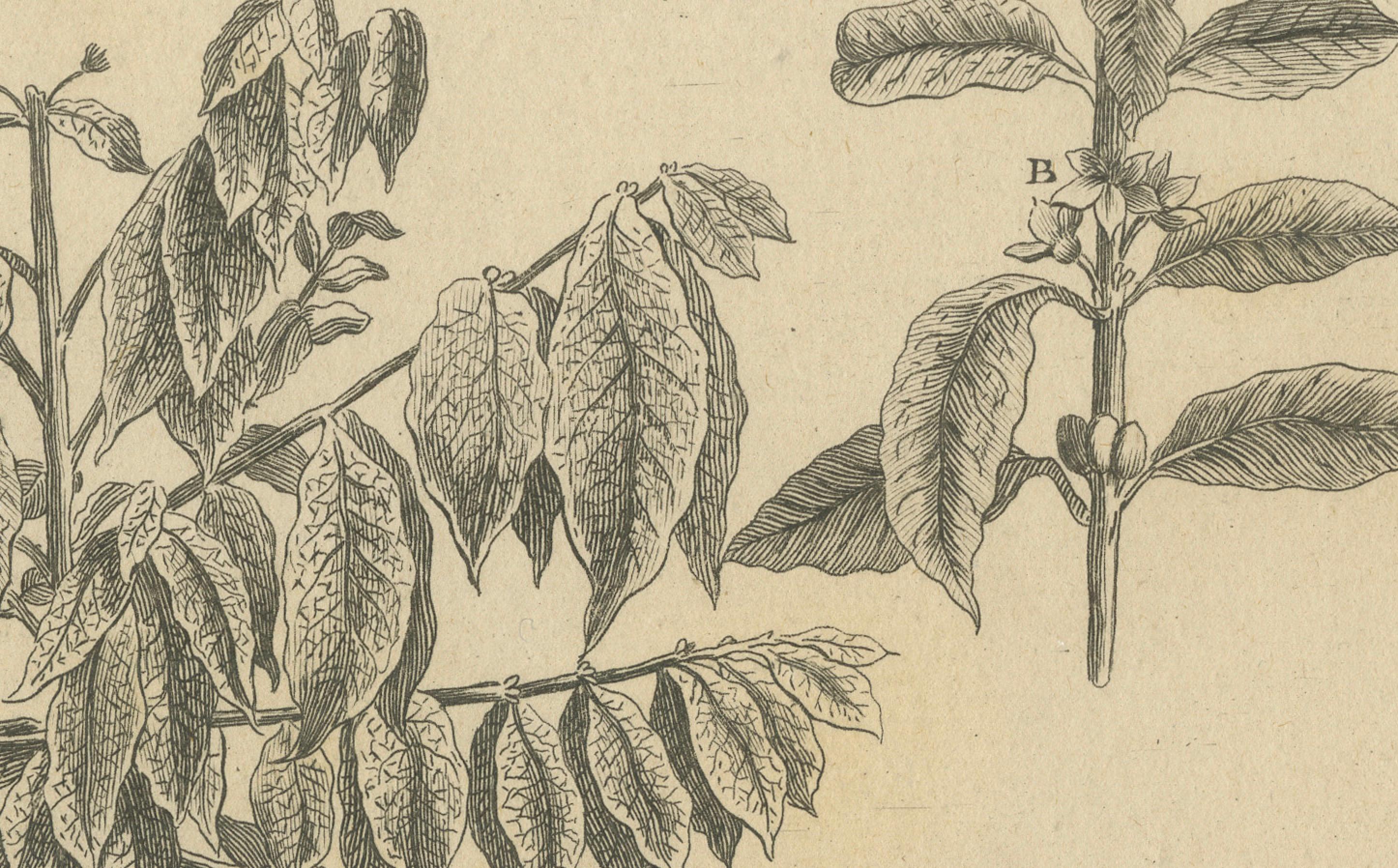 Detailed Botanical Engraving of the Coffee Plant from Histoire Naturelle, c.1780 In Good Condition For Sale In Langweer, NL
