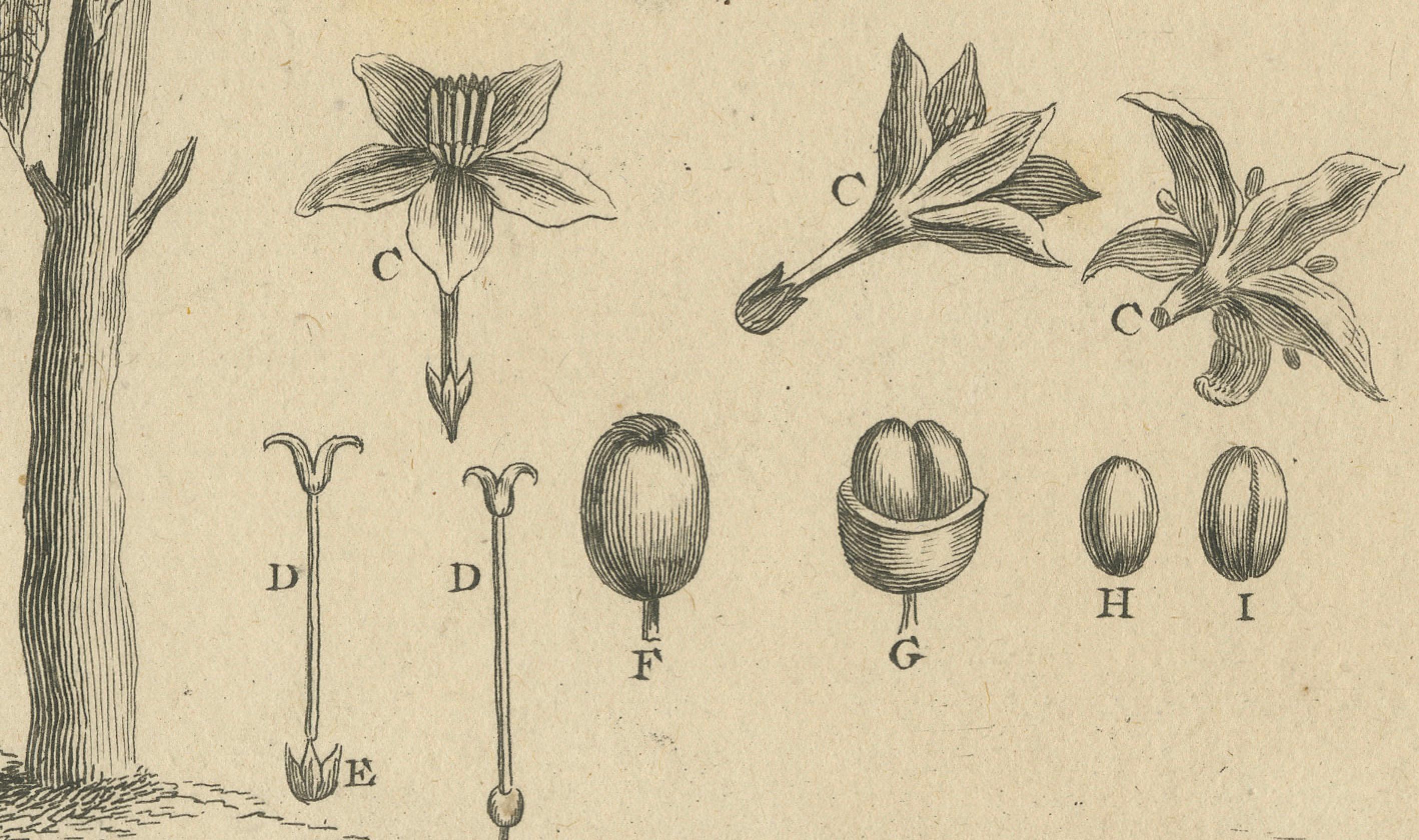 18th Century Detailed Botanical Engraving of the Coffee Plant from Histoire Naturelle, c.1780 For Sale
