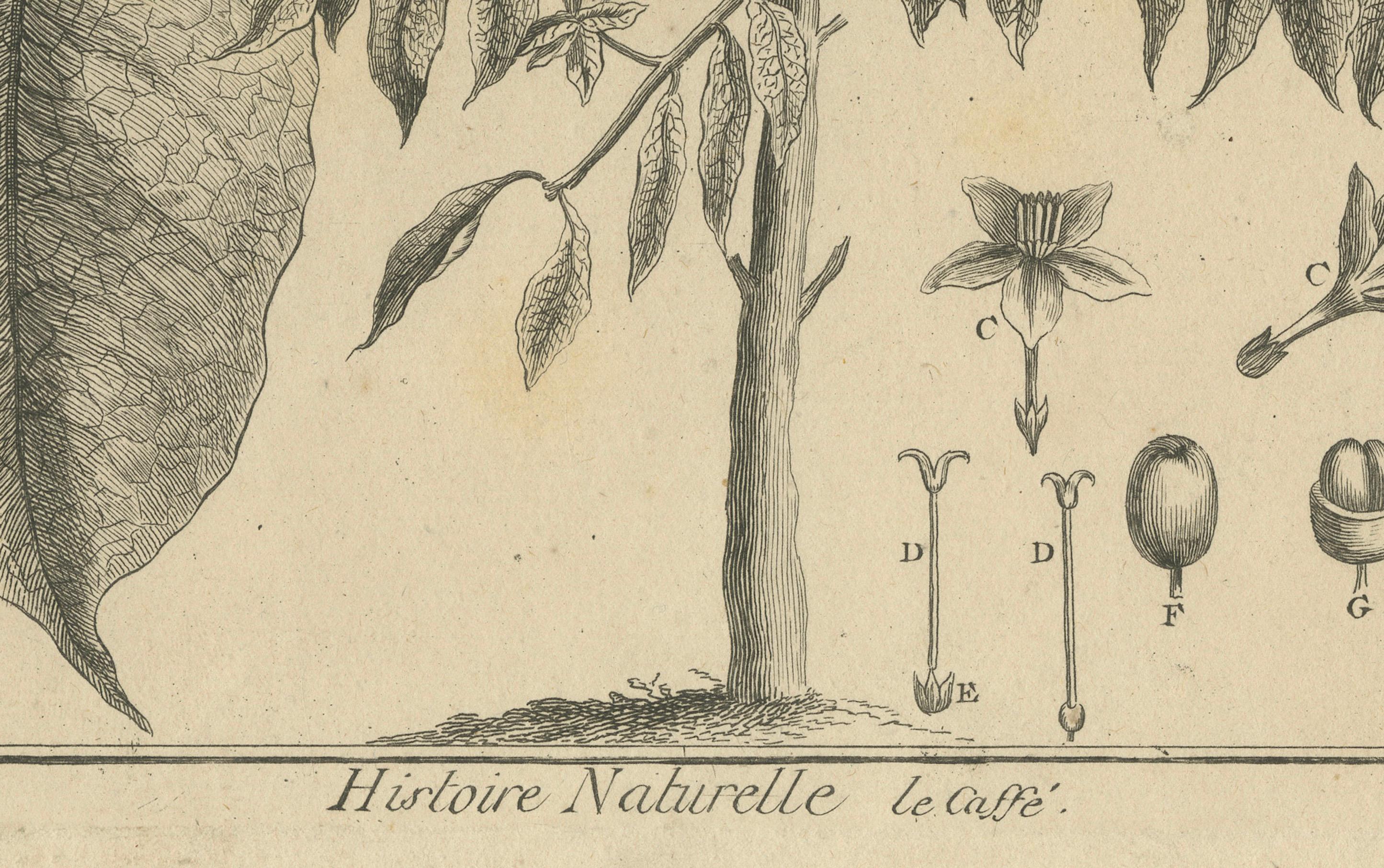 Paper Detailed Botanical Engraving of the Coffee Plant from Histoire Naturelle, c.1780 For Sale