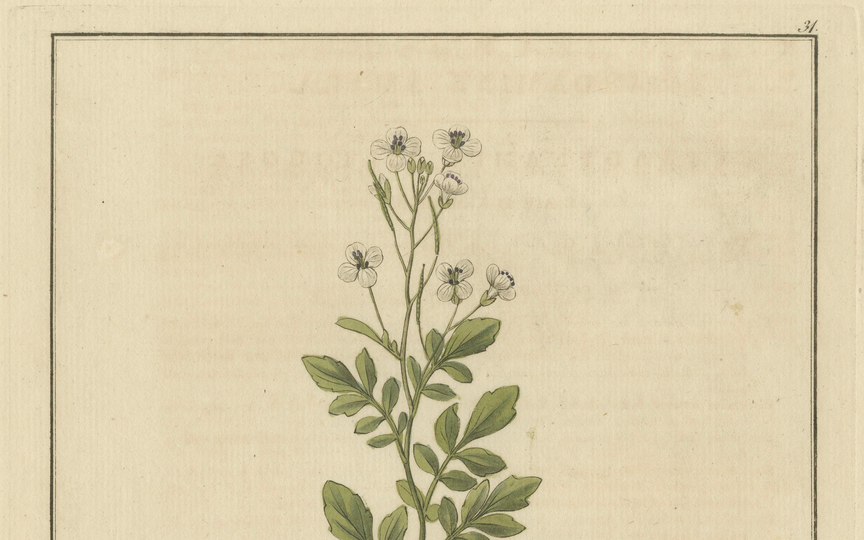 Detaillierte gravierte botanische Studie von Cardamine Amara oder Bittercress, 1822 (Graviert) im Angebot