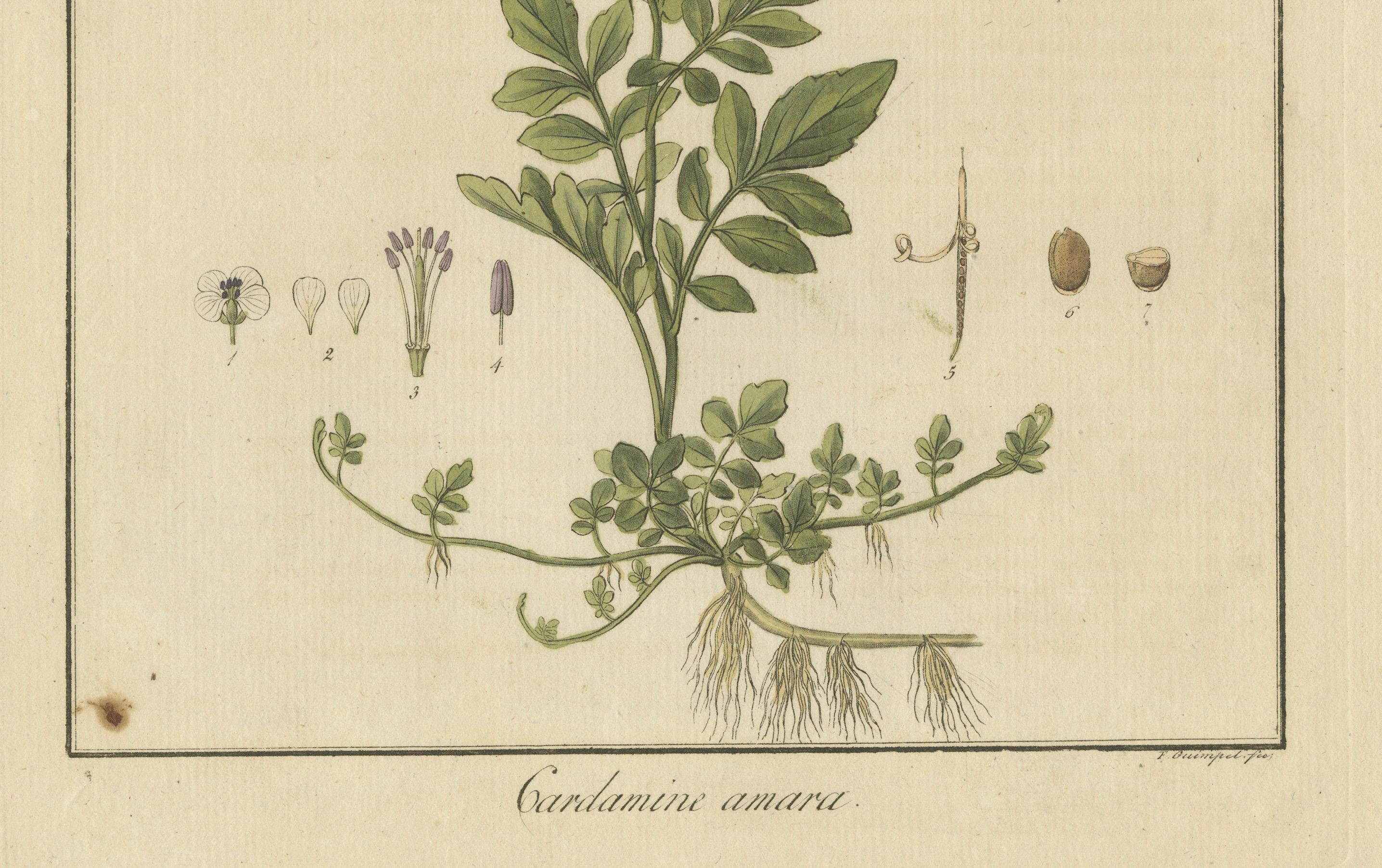 Detaillierte gravierte botanische Studie von Cardamine Amara oder Bittercress, 1822 im Zustand „Gut“ im Angebot in Langweer, NL