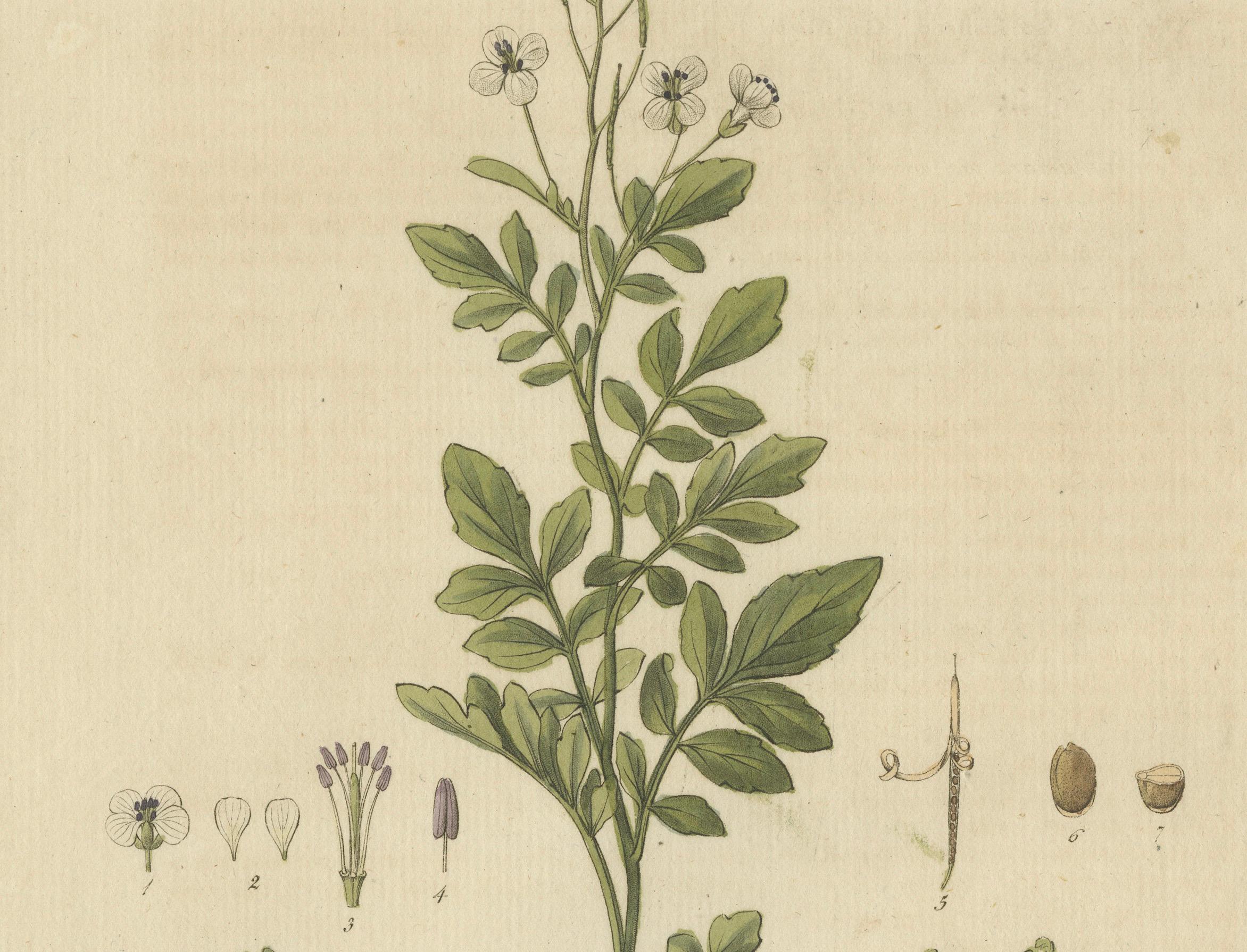 Detaillierte gravierte botanische Studie von Cardamine Amara oder Bittercress, 1822 (Frühes 19. Jahrhundert) im Angebot