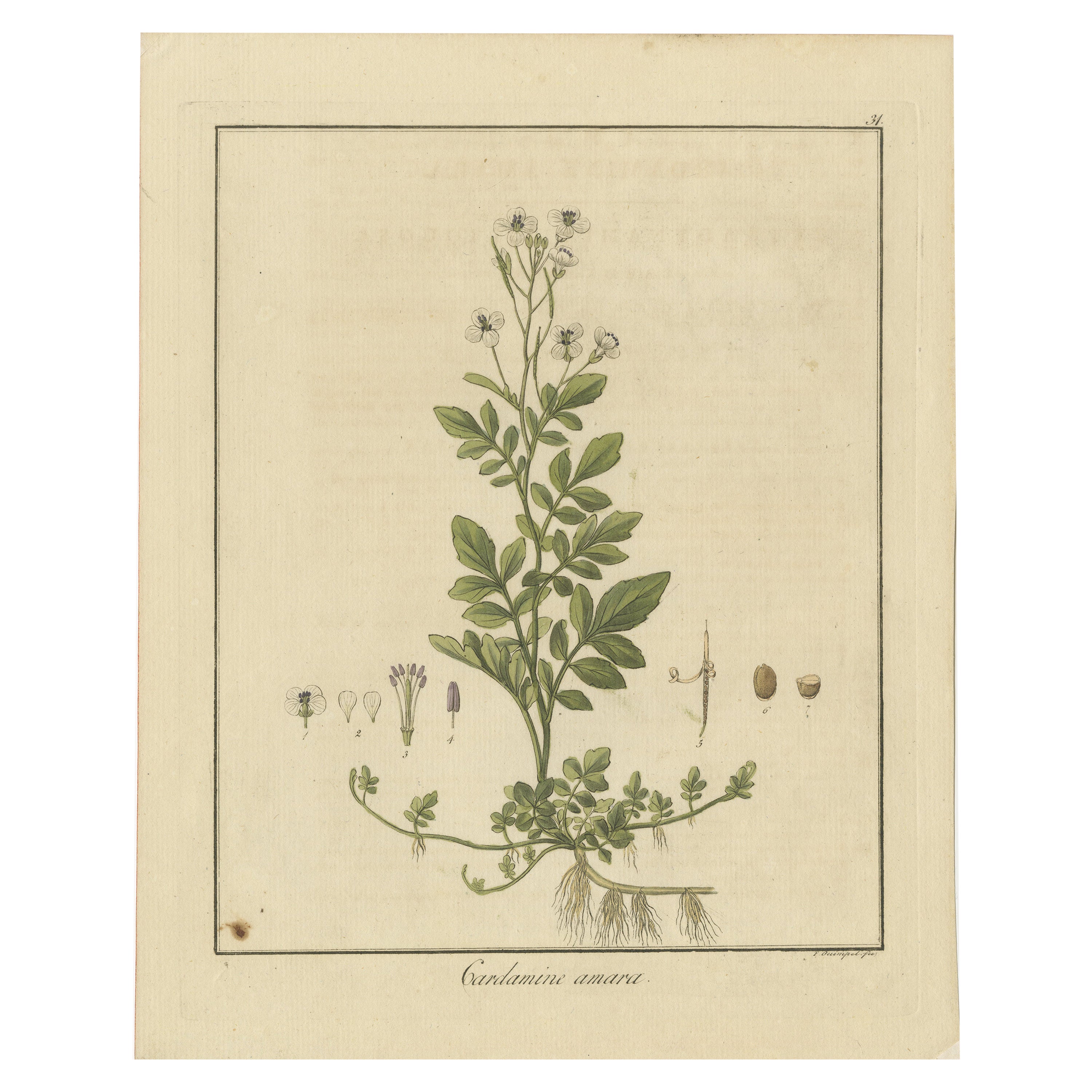 Estudio Botánico Grabado Detallado de la Cardamina Amara o Berro Amargo, 1822 en venta