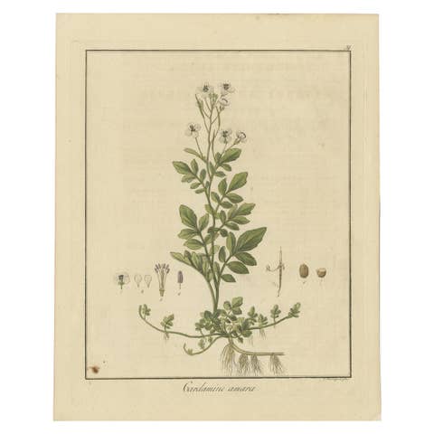 Detailed Engraved Botanical Study of Cardamine Amara or Bittercress, 1822