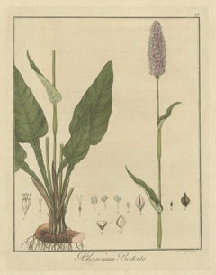 Detailed Engraved Botanical Study of Persicaria Bistorta or Common Bistort, 1822