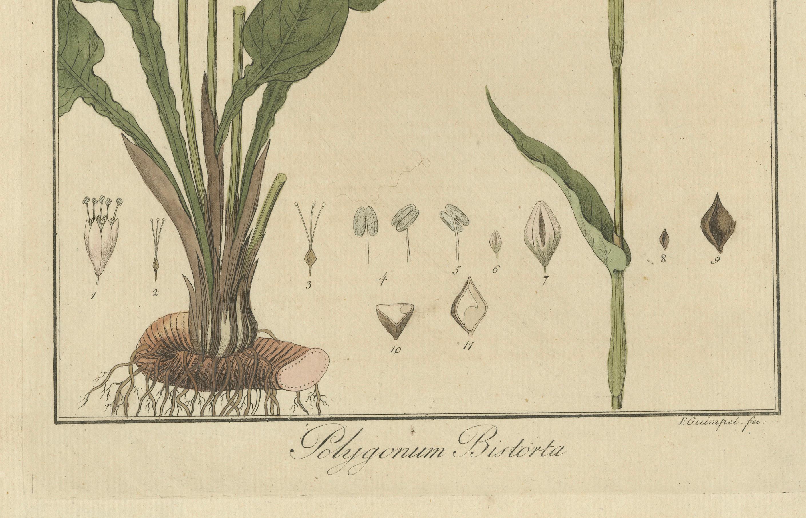 Detaillierte gravierte botanische Studie von Persicaria Bistorta oder Common Bistort, 1822 (Graviert) im Angebot