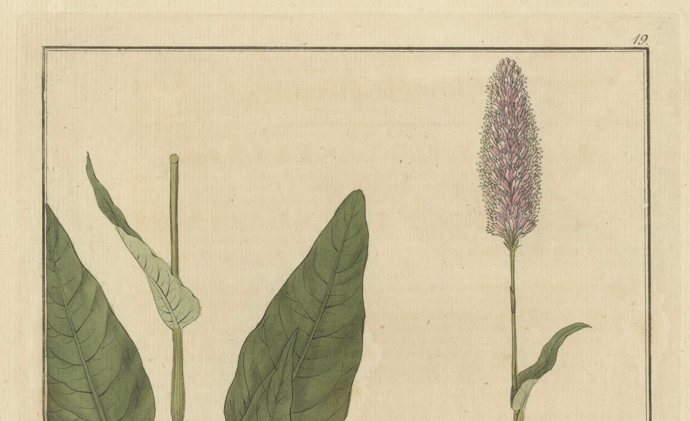 Detaillierte gravierte botanische Studie von Persicaria Bistorta oder Common Bistort, 1822 im Zustand „Hervorragend“ im Angebot in Langweer, NL