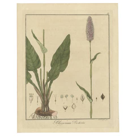 Detailed Engraved Botanical Study of Persicaria Bistorta or Common Bistort, 1822