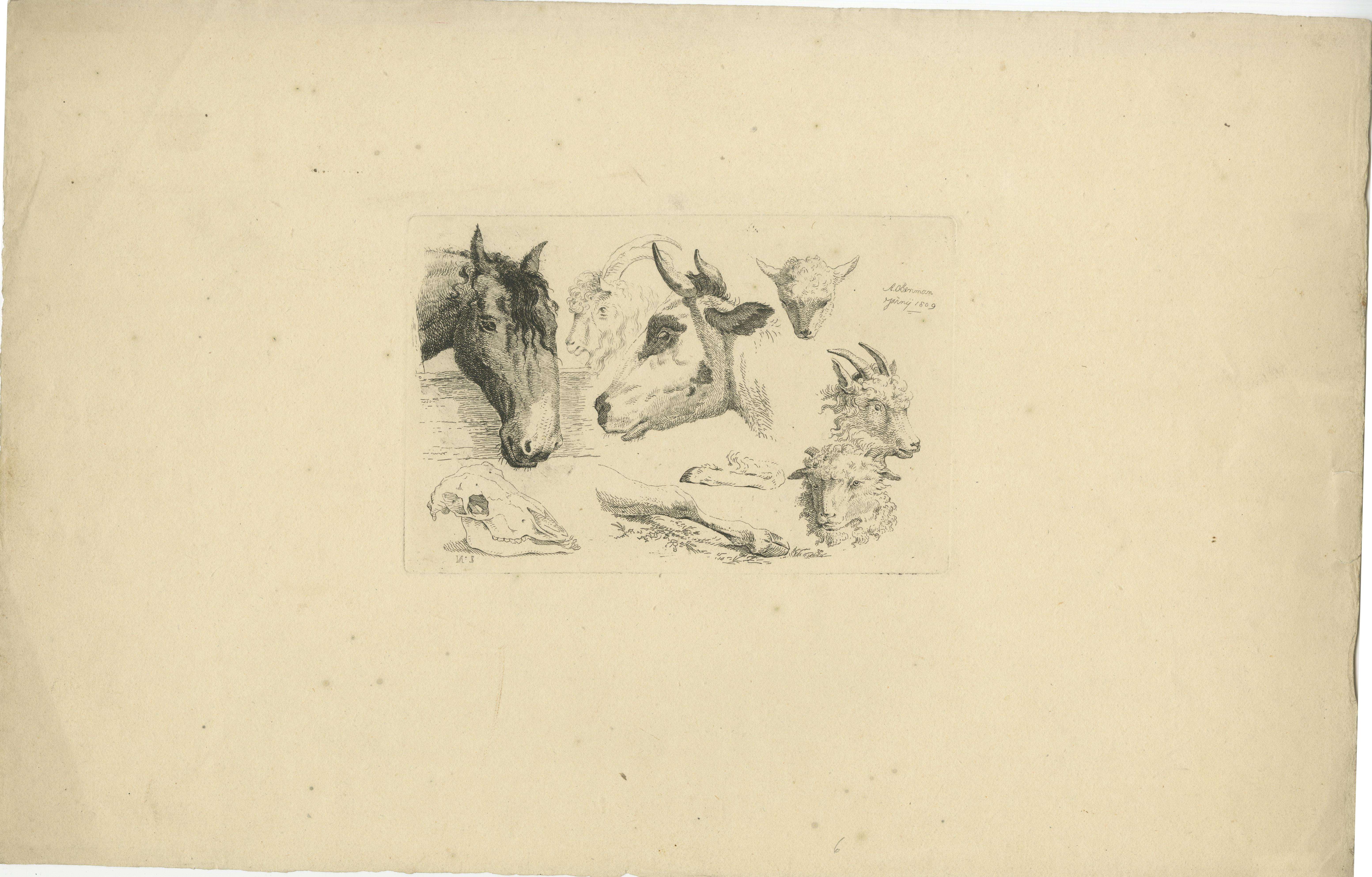 El grabado de Anthony Oberman presenta un estudio detallado de varias cabezas de animales y elementos anatómicos. Aquí tienes una descripción completa del grabado:

Composición:

1. Cabezas de animales:
   - El estampado muestra una colección de