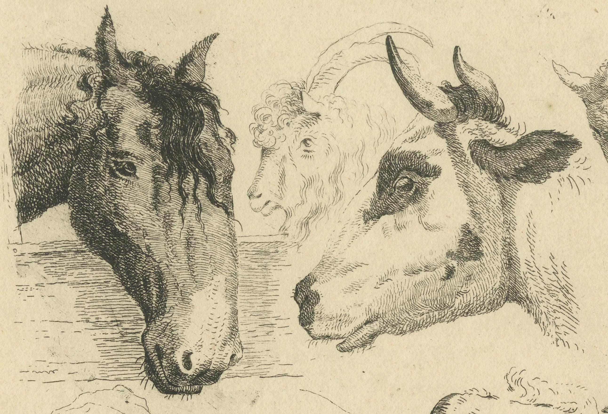 Grabado al aguafuerte detallado de cabezas de caballo, vaca, cabra y oveja por Oberman, 1809 principios del siglo XIX en venta