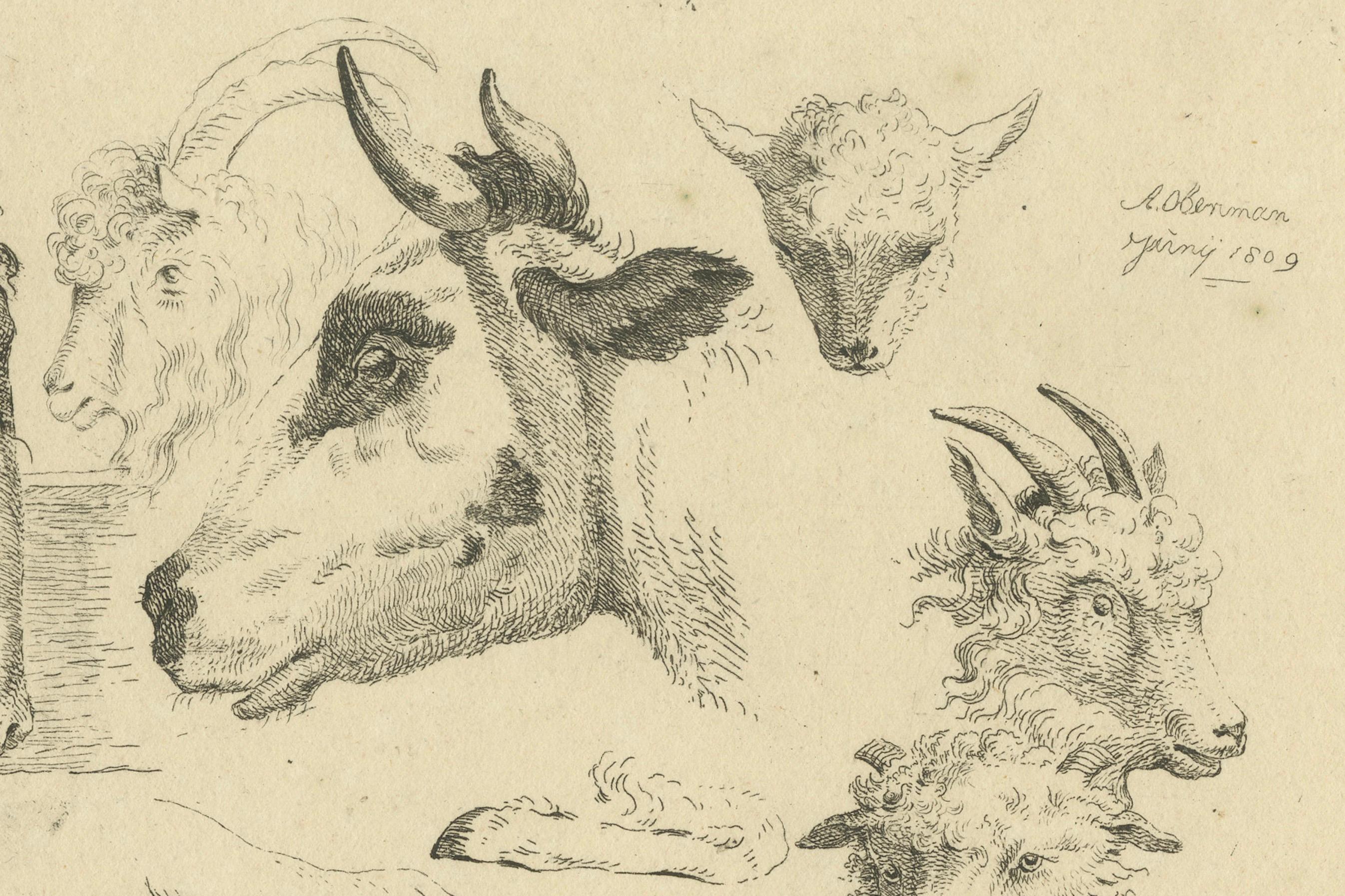 Grabado al aguafuerte detallado de cabezas de caballo, vaca, cabra y oveja por Oberman, 1809 Papel en venta